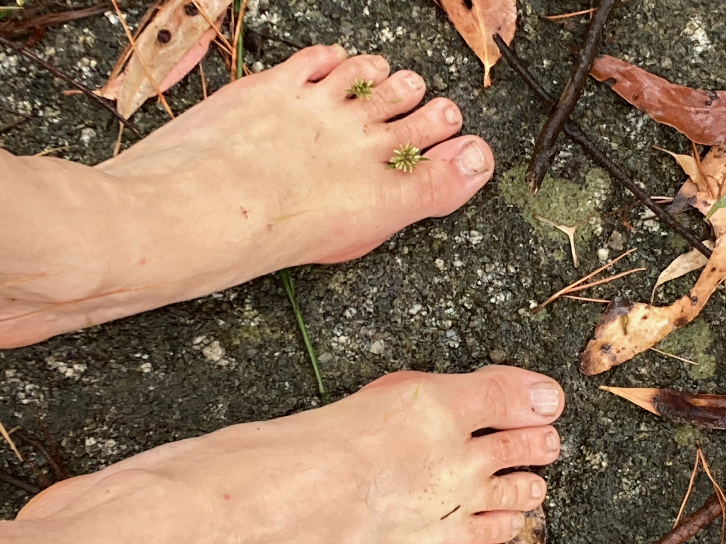 Bare feet on wet rock with gum leaves