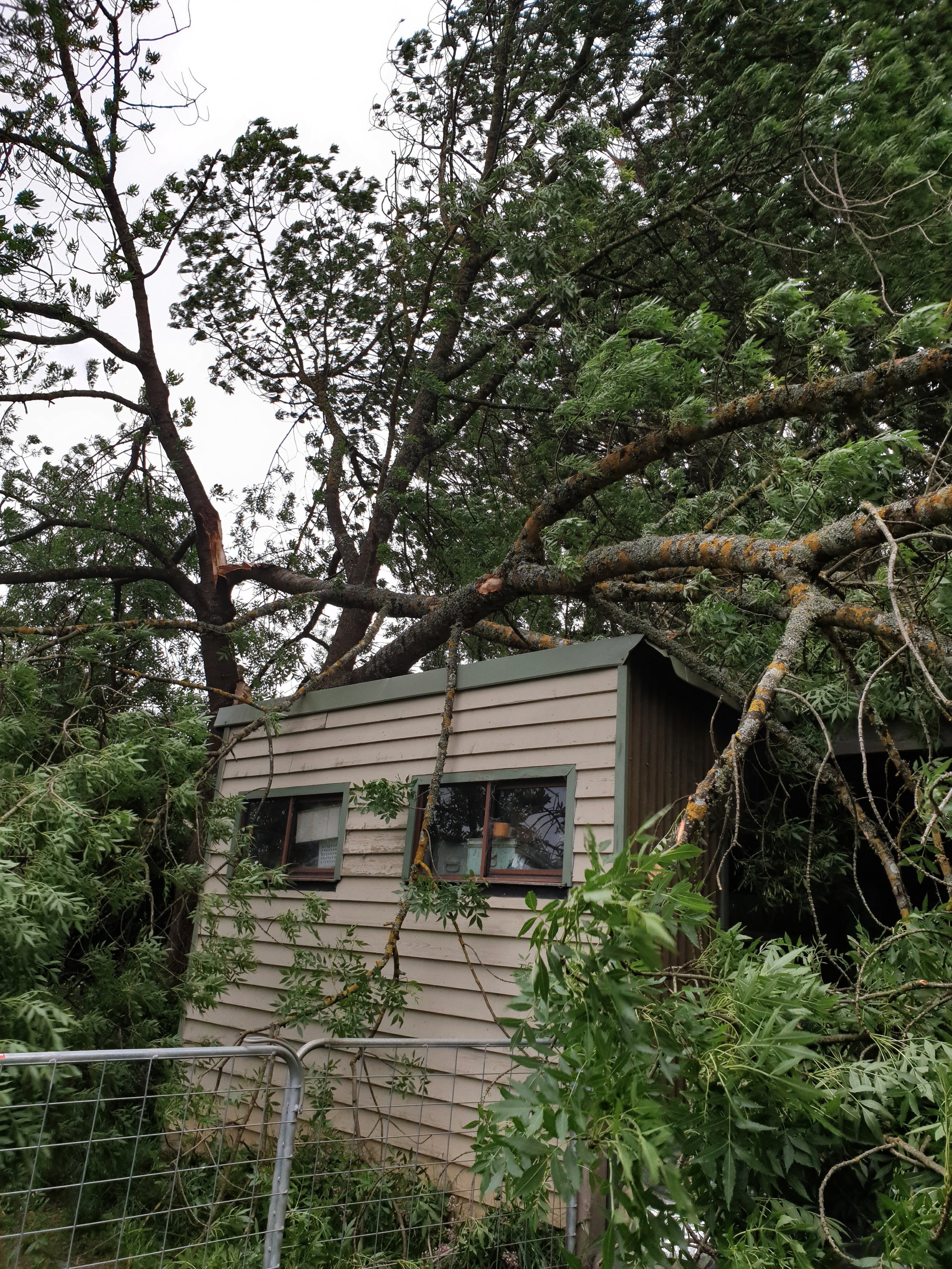 Shed with large tree branches fallen over it