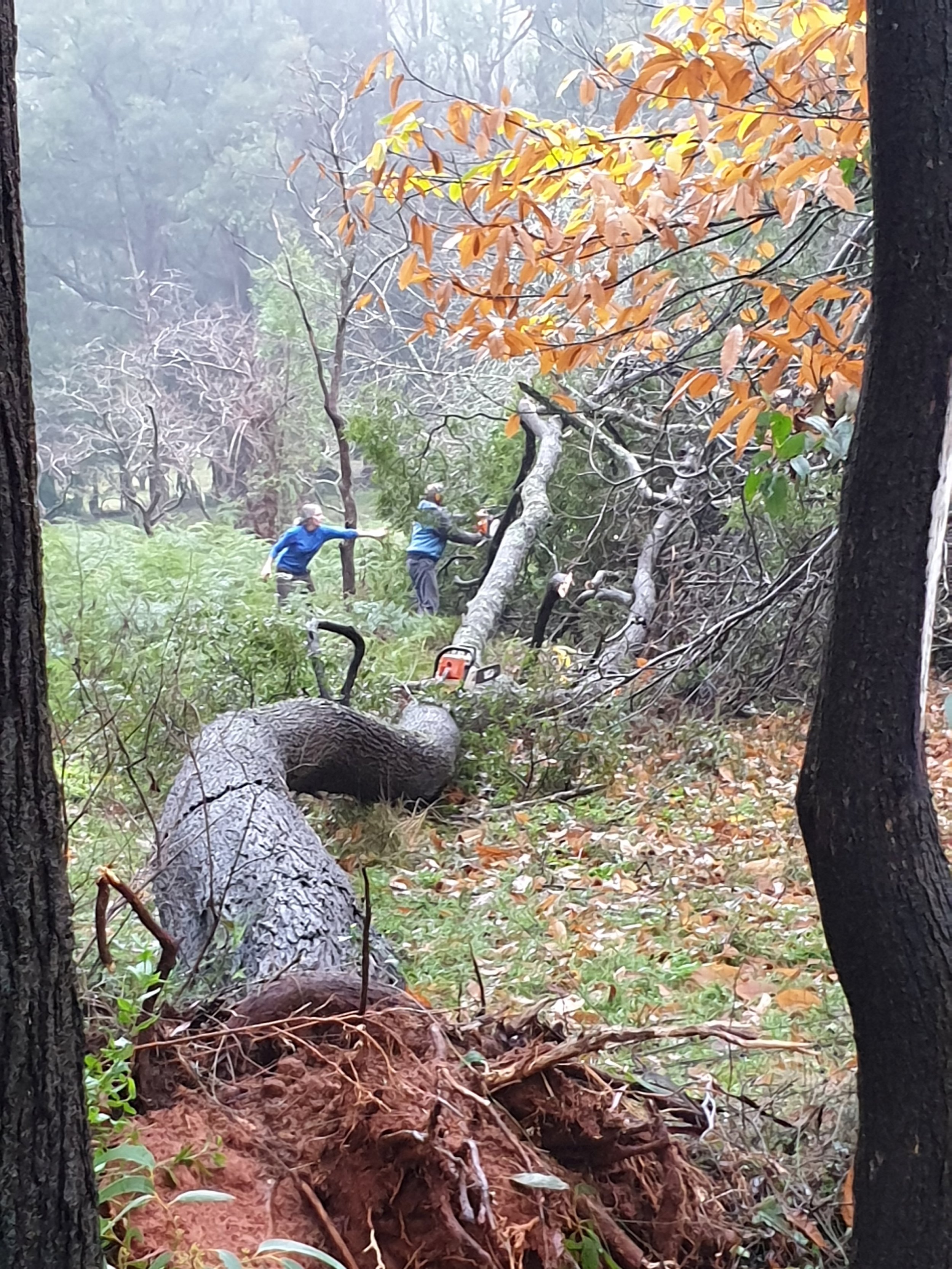 Fallen tree being cut by man with chainsaw