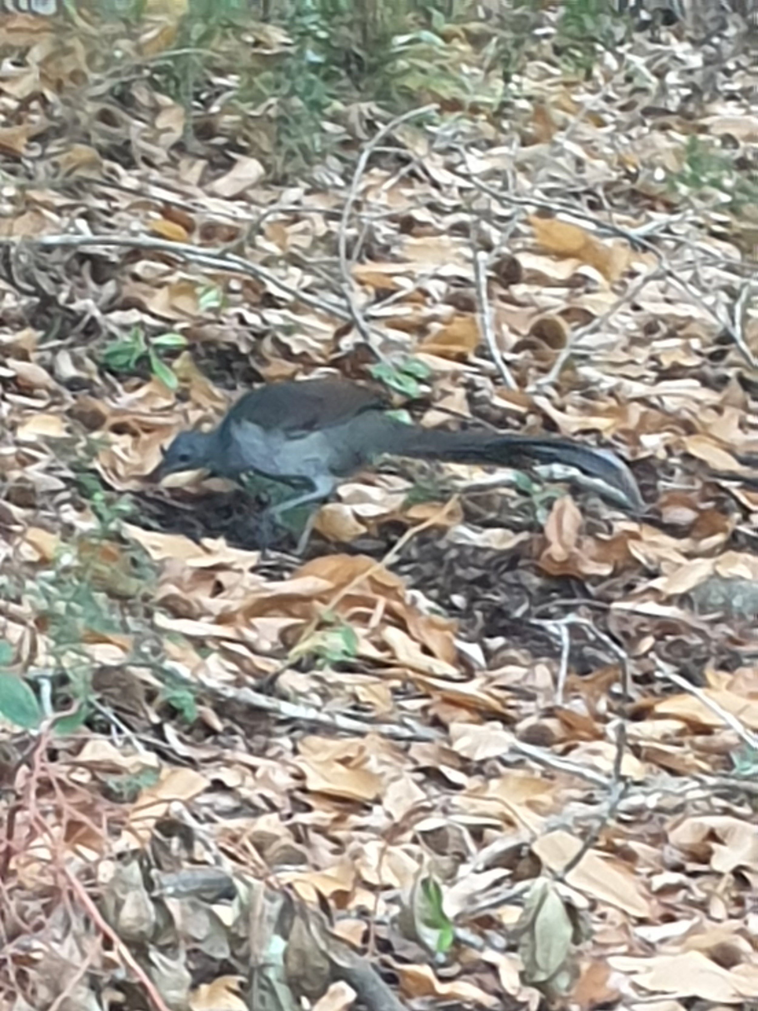 Lyrebird foraging on leafy ground