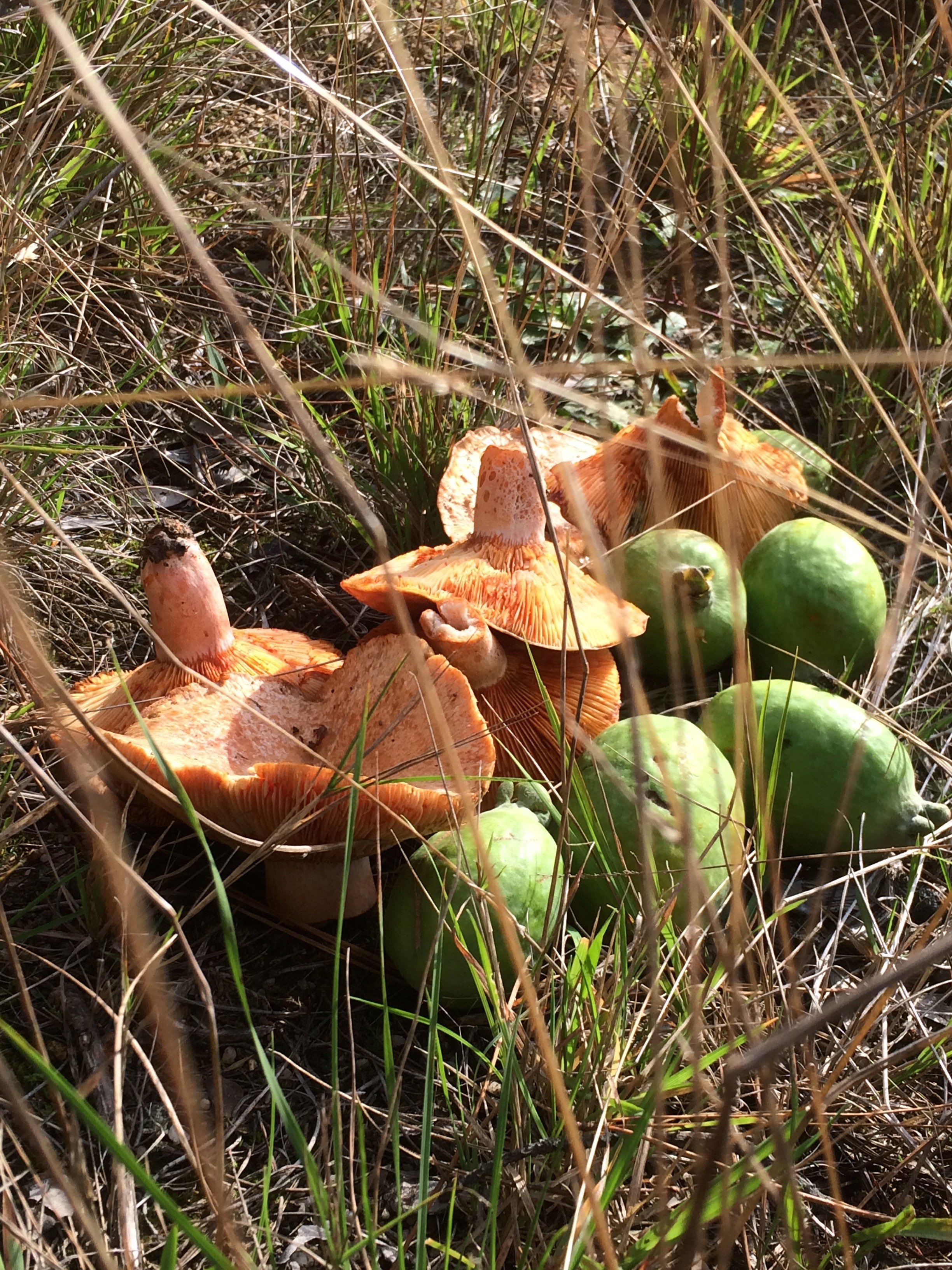 Orange mushrooms and green fejoas on grass