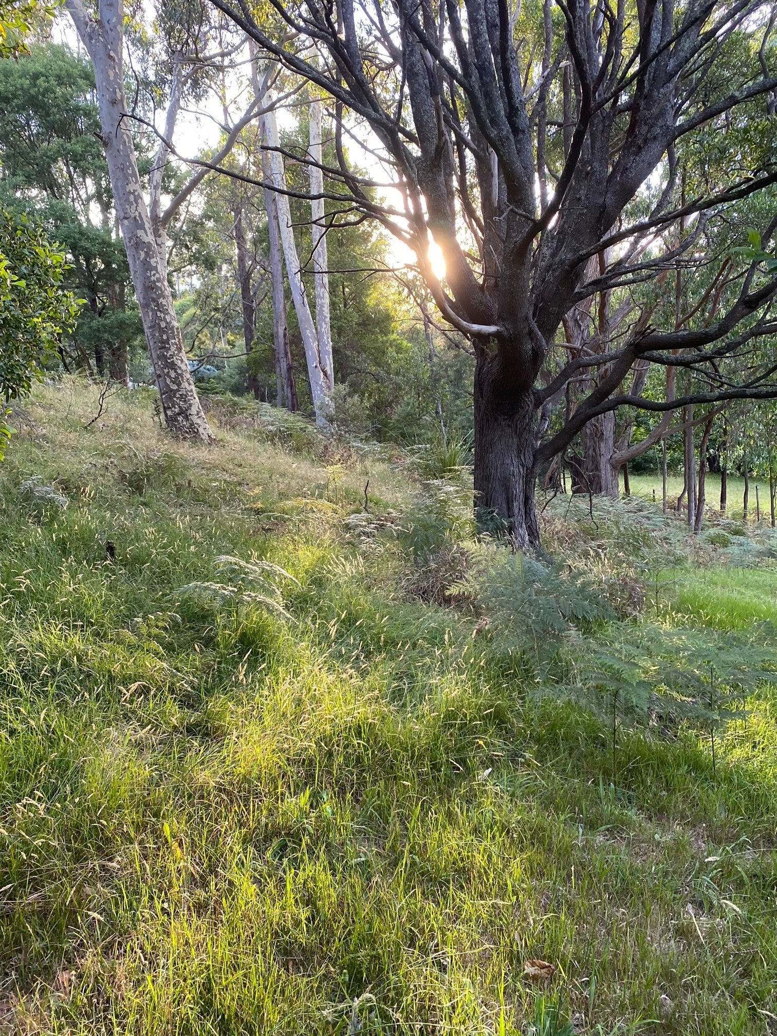 Grassy bank with sun shining through trees