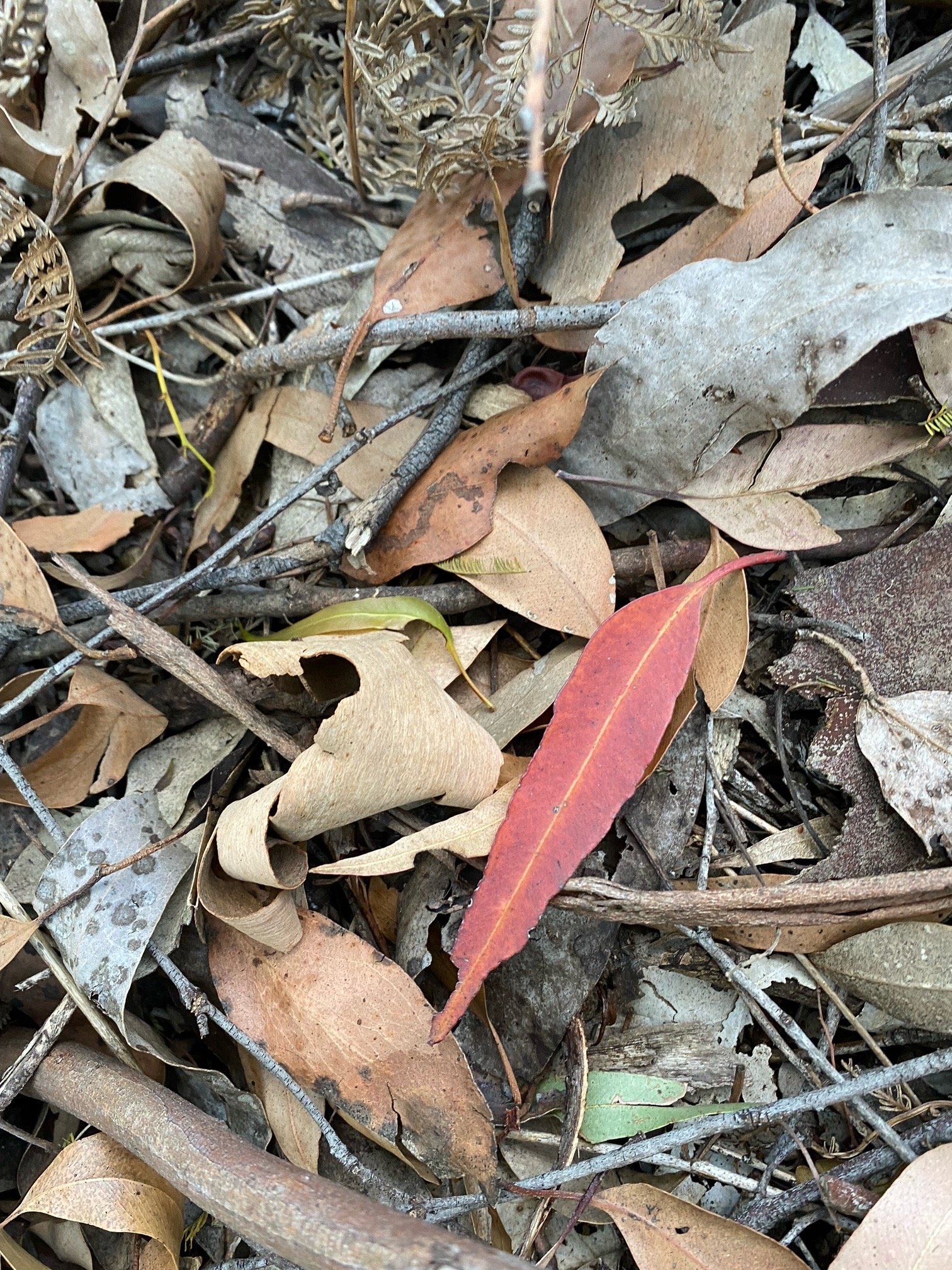Red gum leaf on dry bark and twigs
