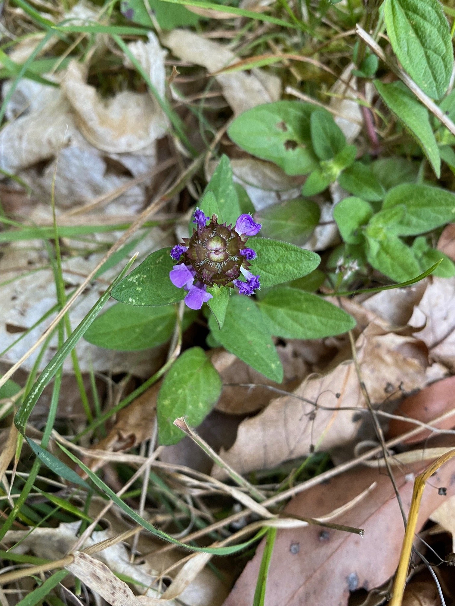 Small wet purple flower on green leaves