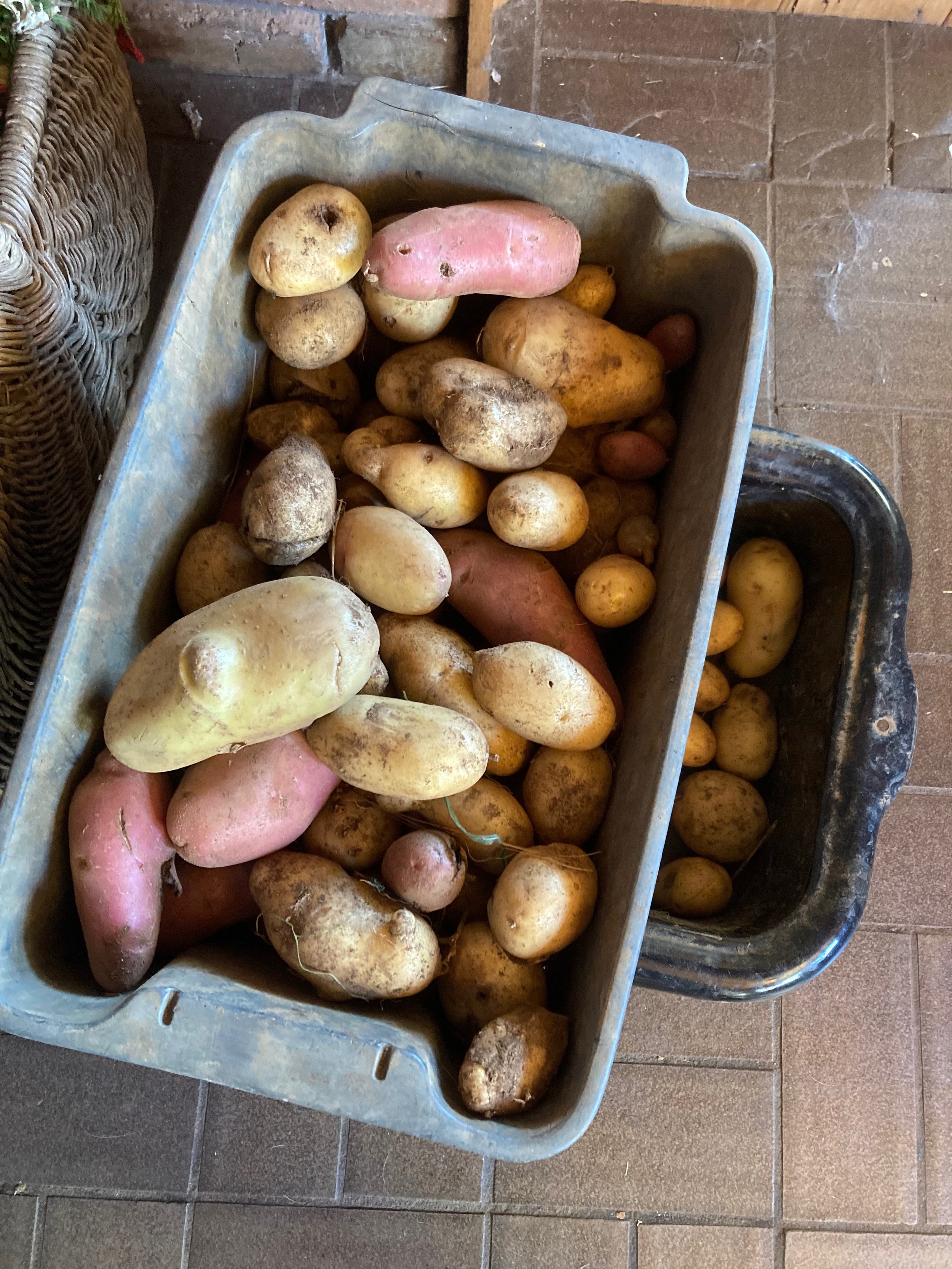Plastic tub full of pink and yellow potatoes