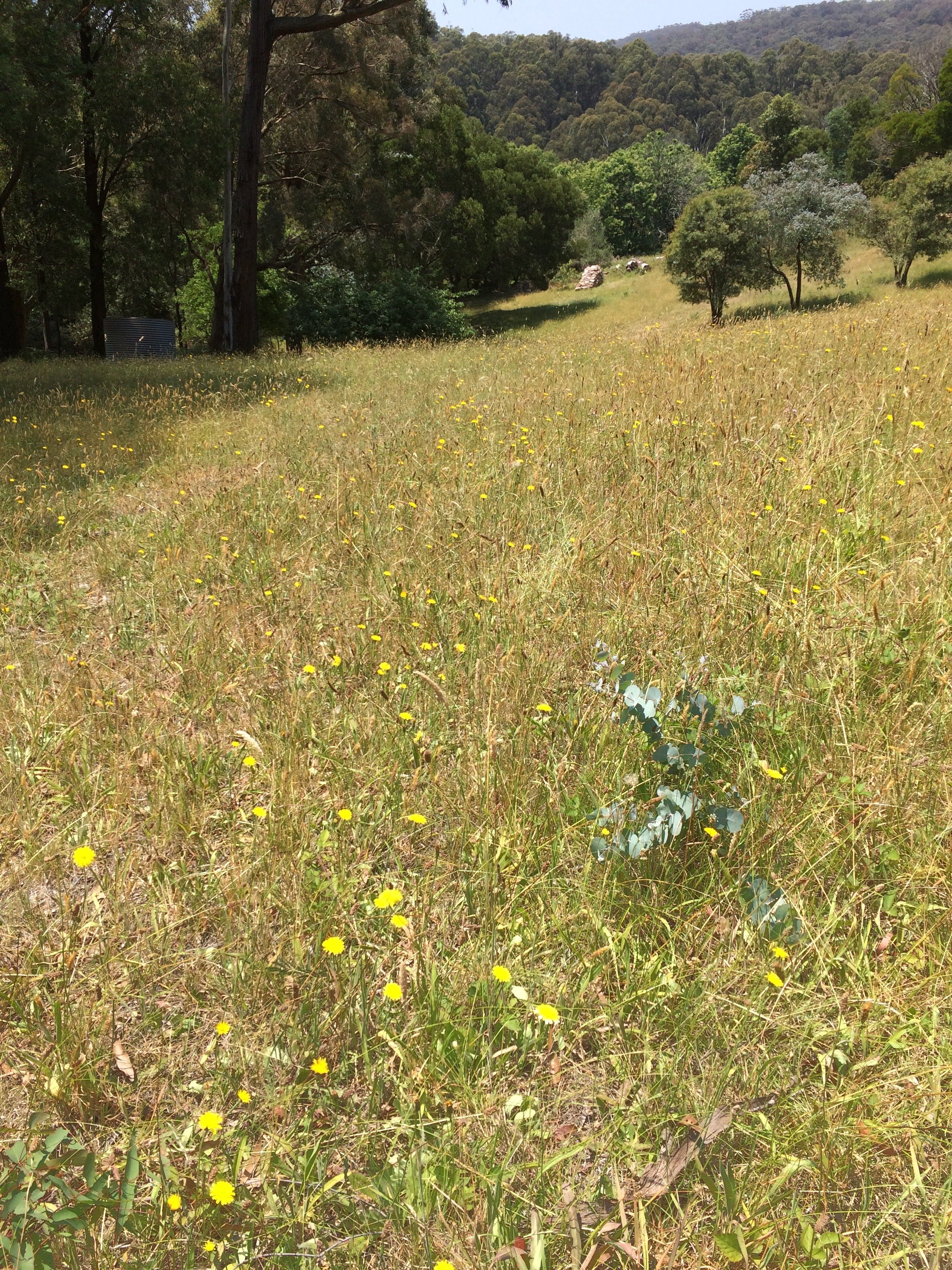 Summer solstice grassy field
