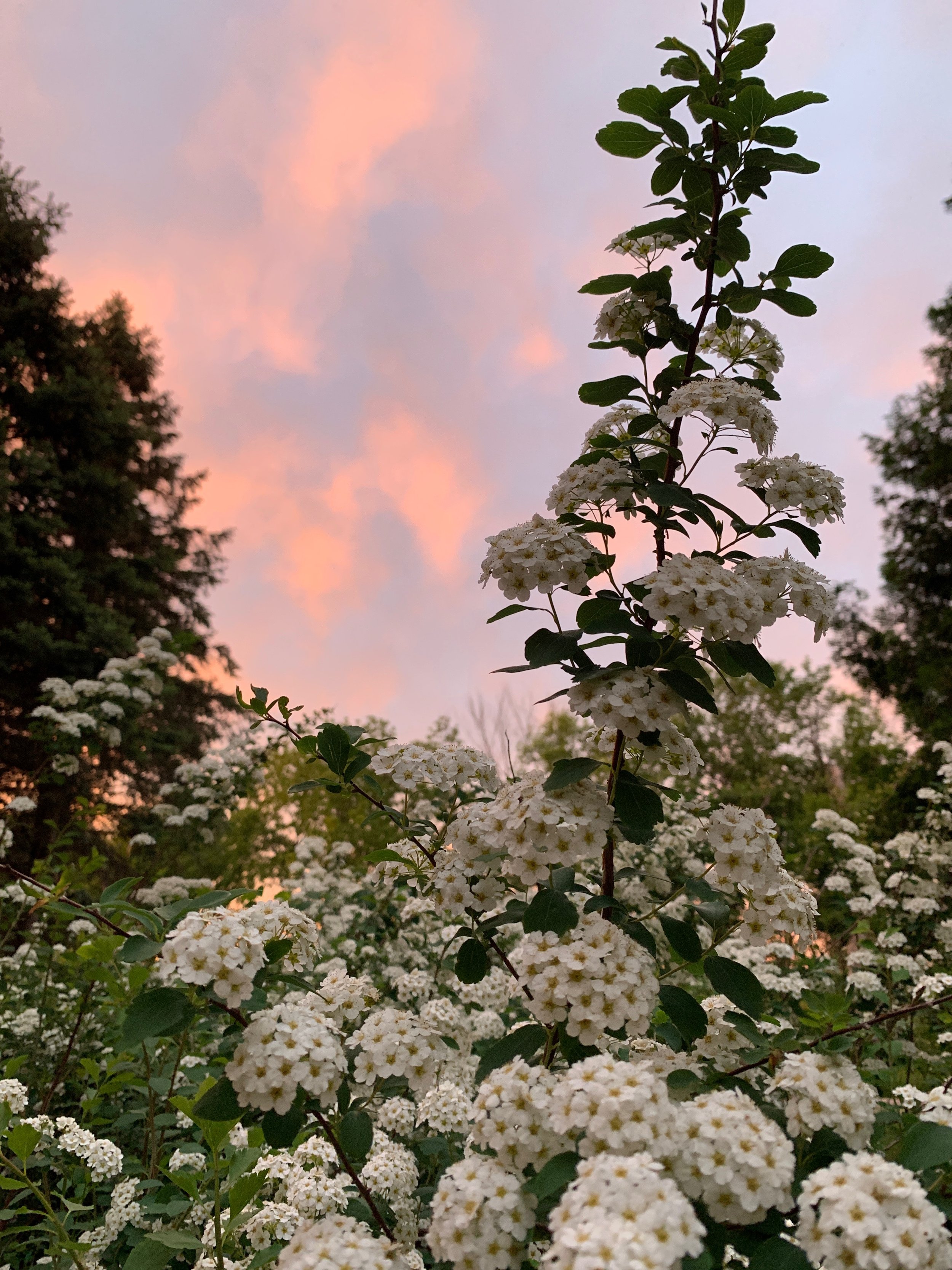IMG_8289.jpeg