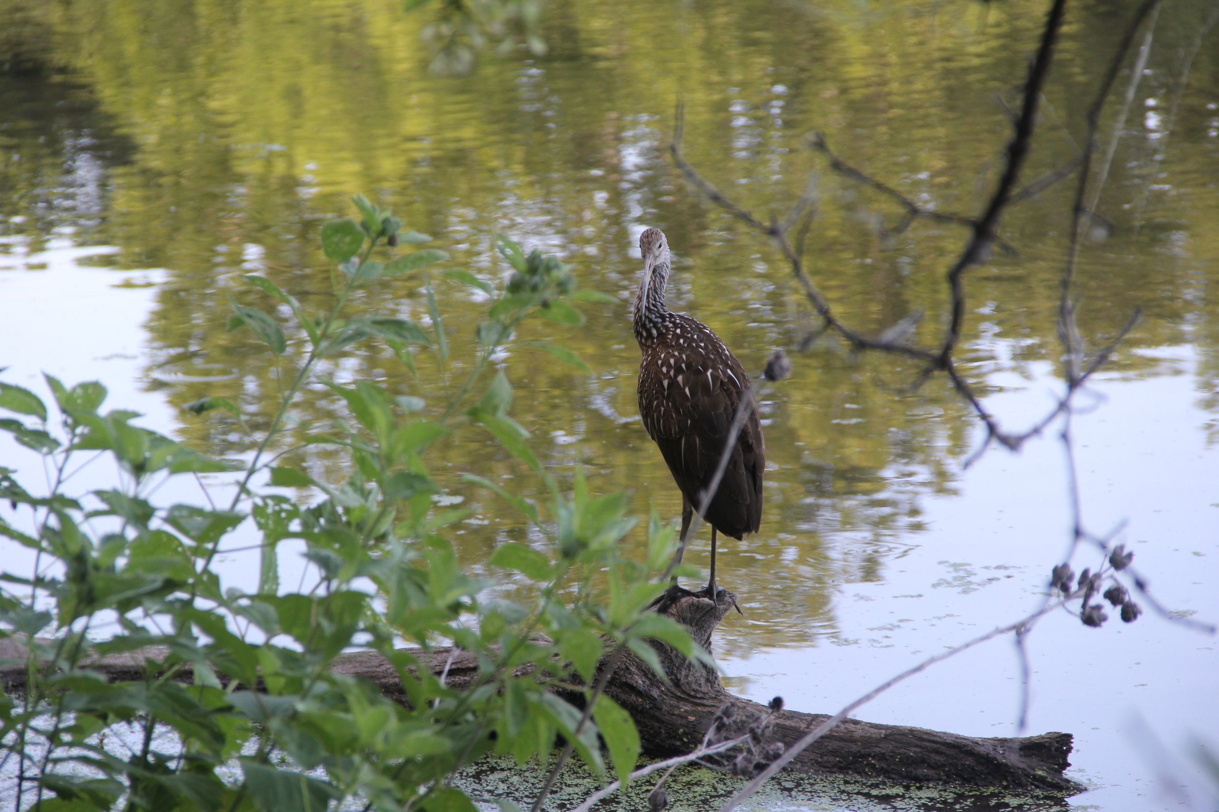 The Curious Case of the Tropical Nomads