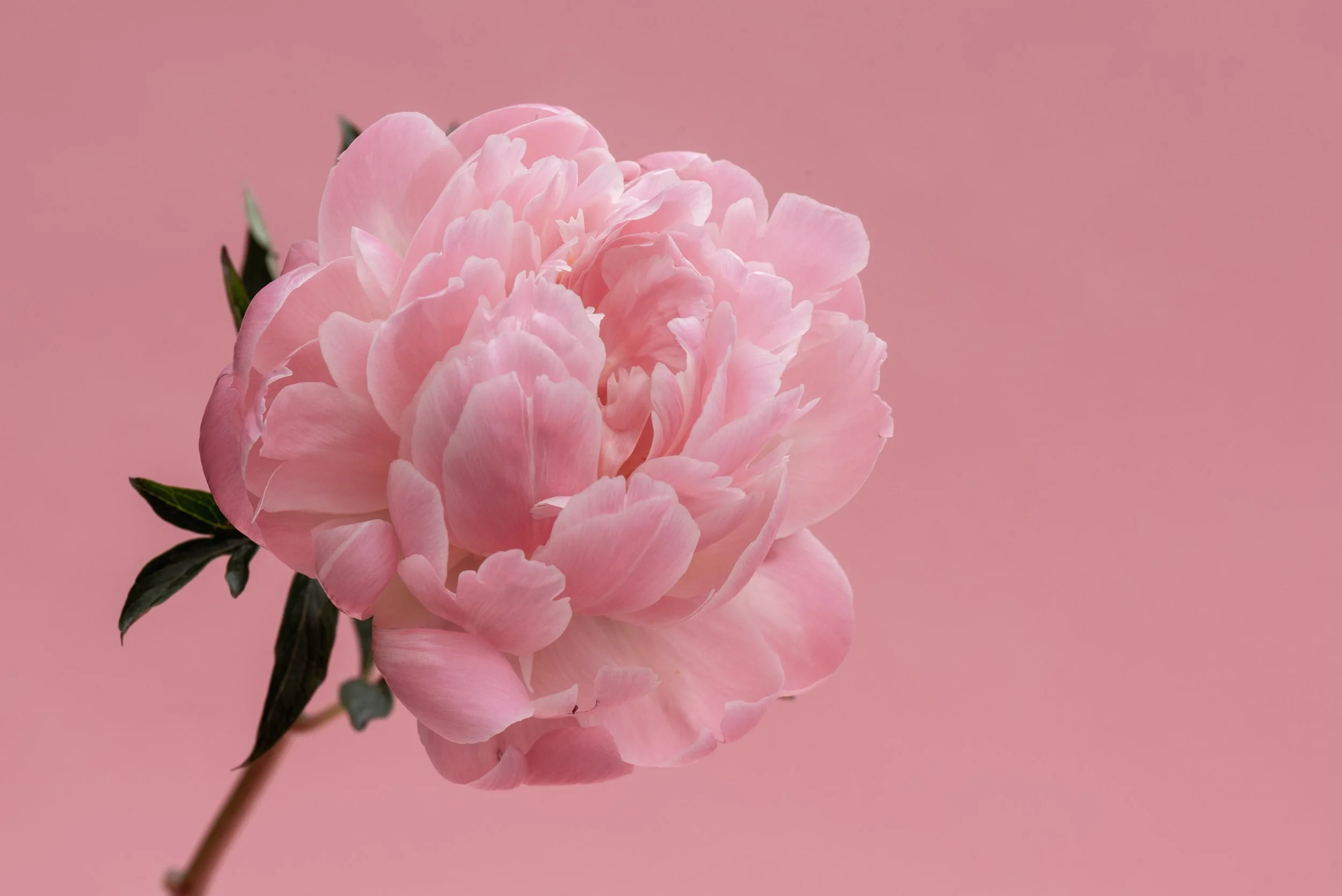 AdobeStock_214259969.jpeg