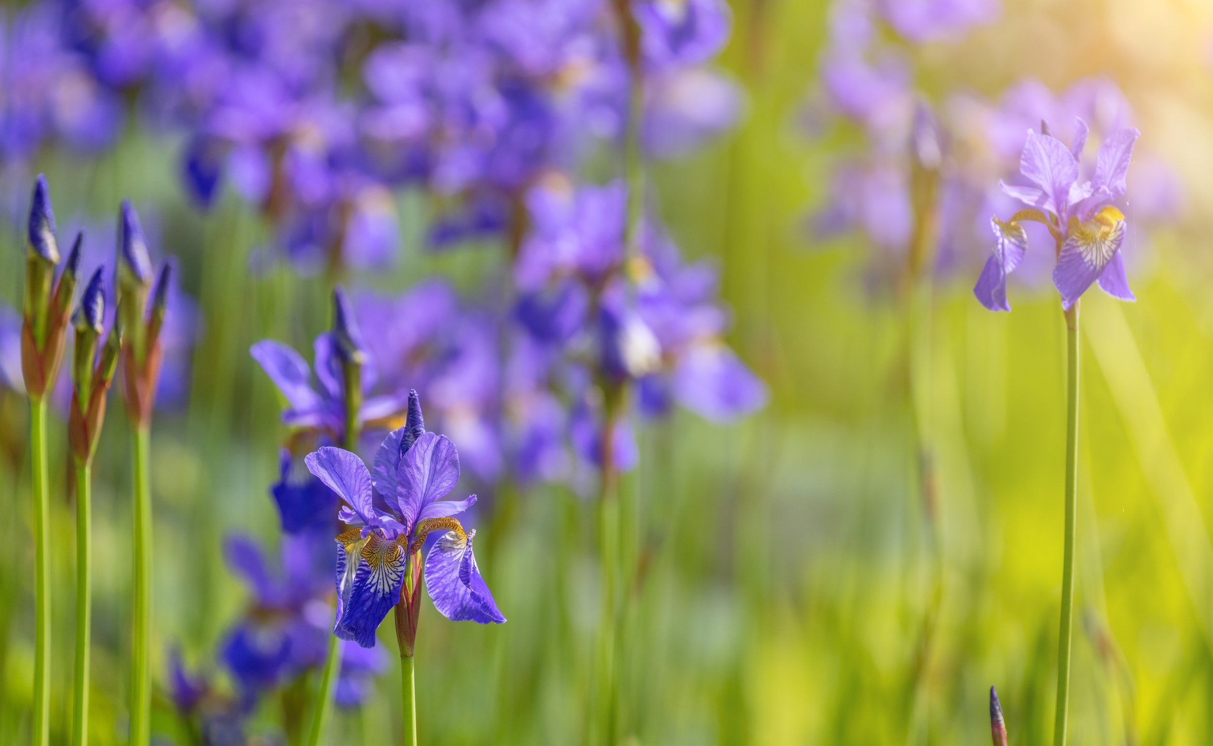 AdobeStock_585543431.jpeg