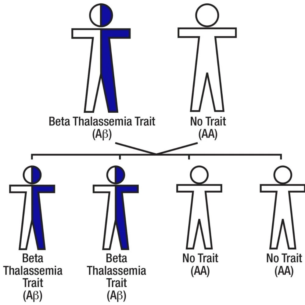 Sickle Cell Disease Trait Sickle Cell Foundation Of Minnesota
