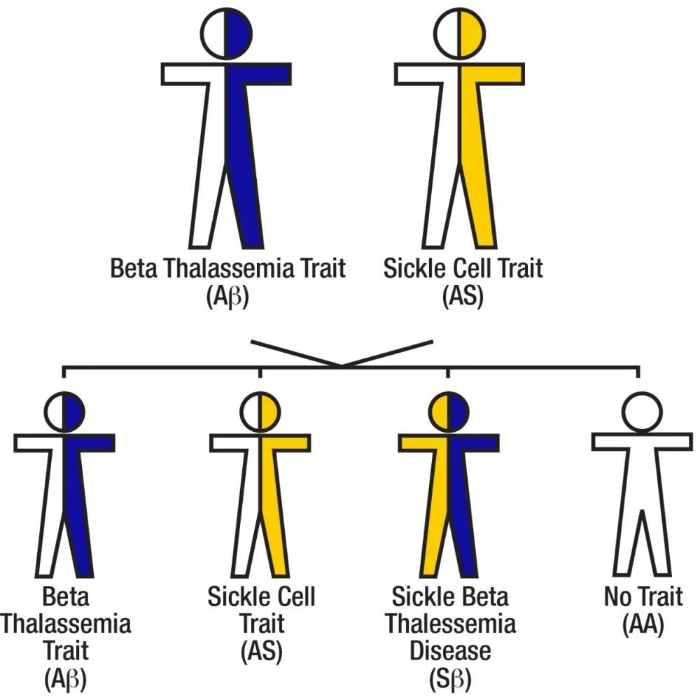 Sickle Cell Trait Inheritance Pattern Sickle Cell Disease & Trait — Sickle Cell Foundation of Minnesota