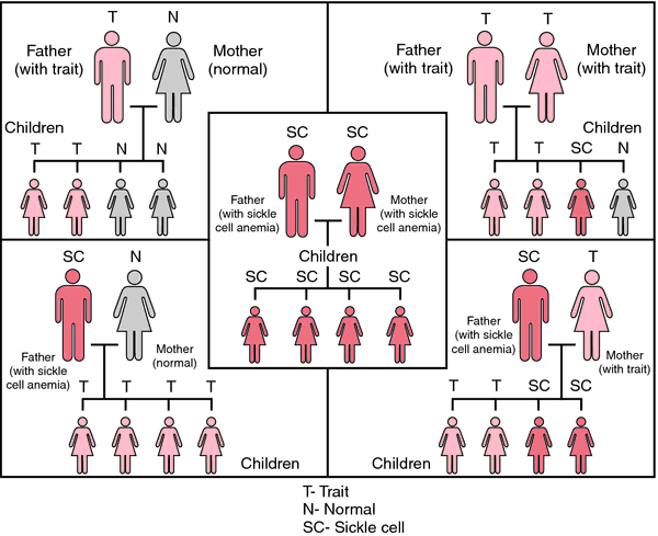 Sickle Cell Disease & Trait — Sickle Cell Foundation of Minnesota