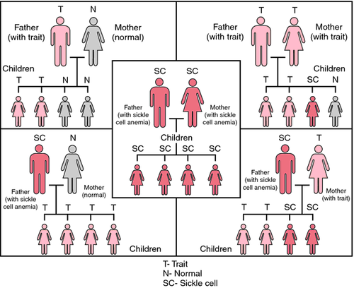 Sickle Cell Disease & Trait — Sickle Cell Foundation of Minnesota