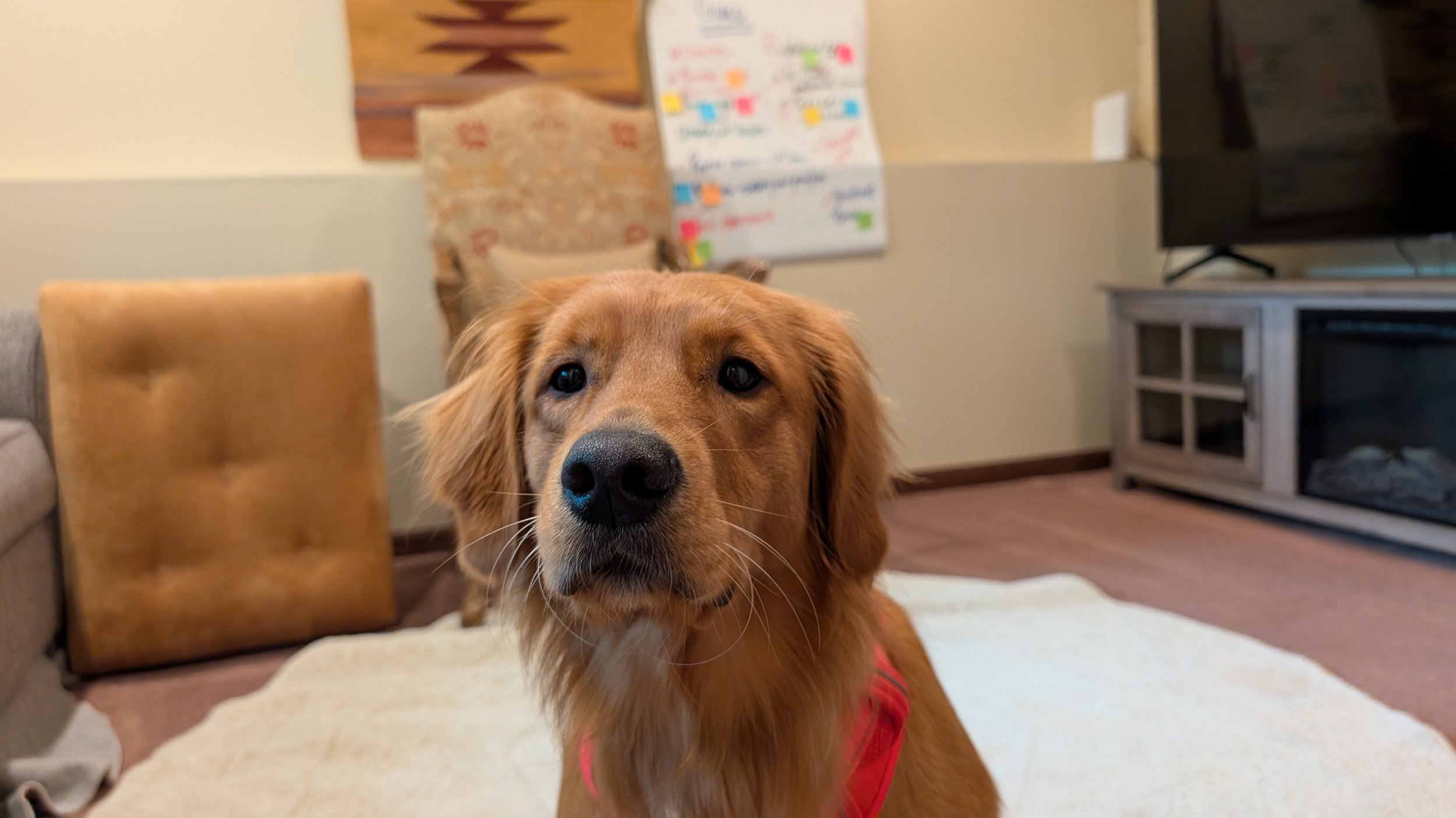 Close-up of a golden retriever inside a home, sitting on a beige blanket with a neutral-colored wall and furniture in the background.