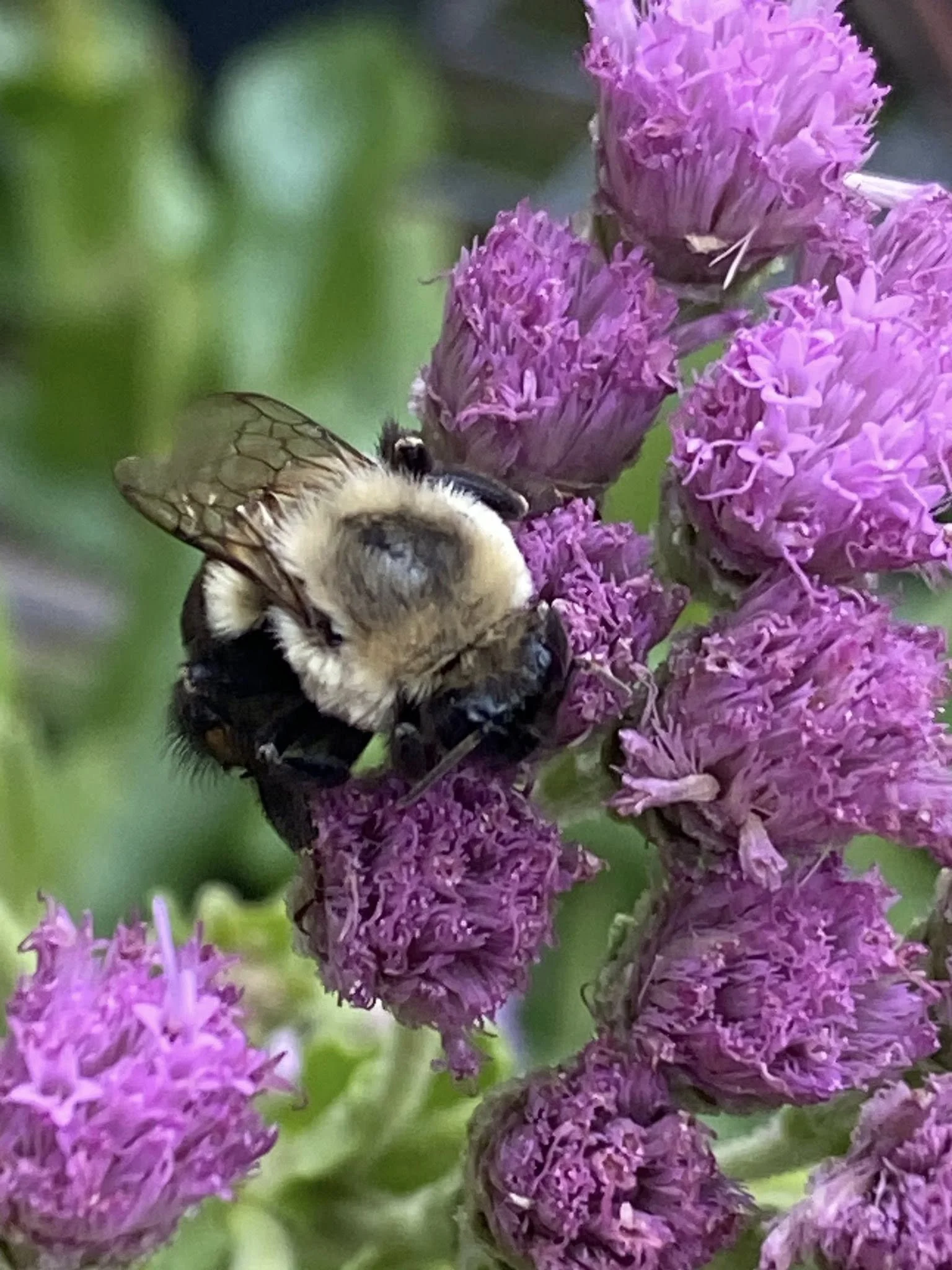 Buy Native! Plant Native!