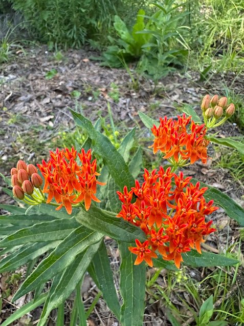 butterfly weed.jpg
