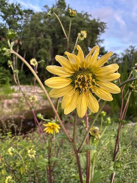 Starry Rosinweed