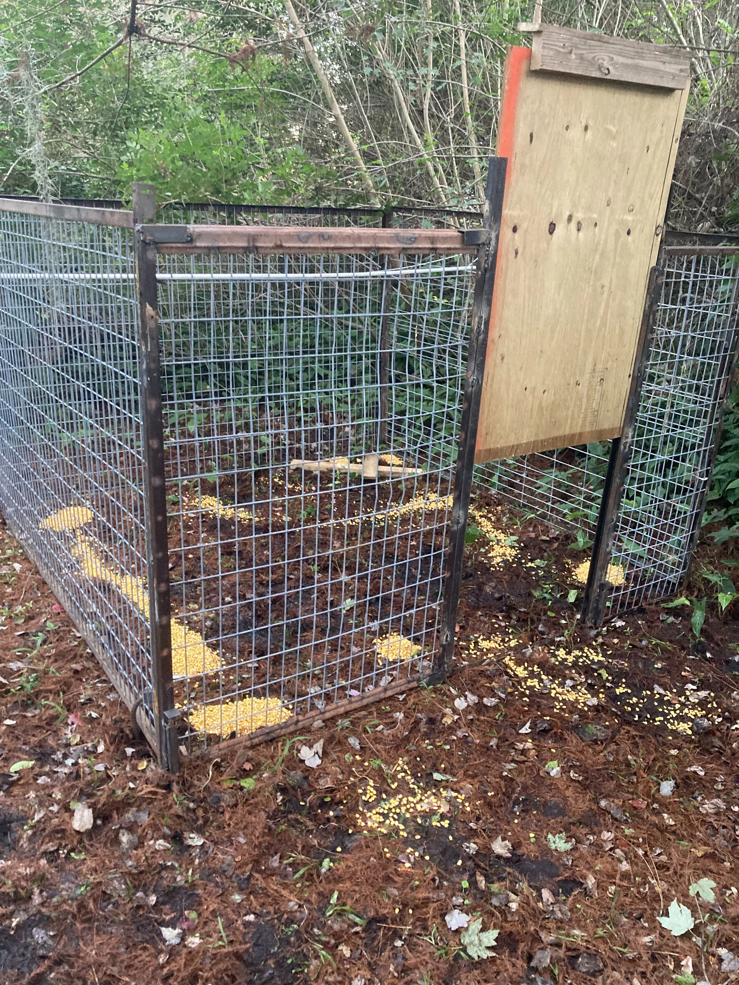 Wild Hog Trap