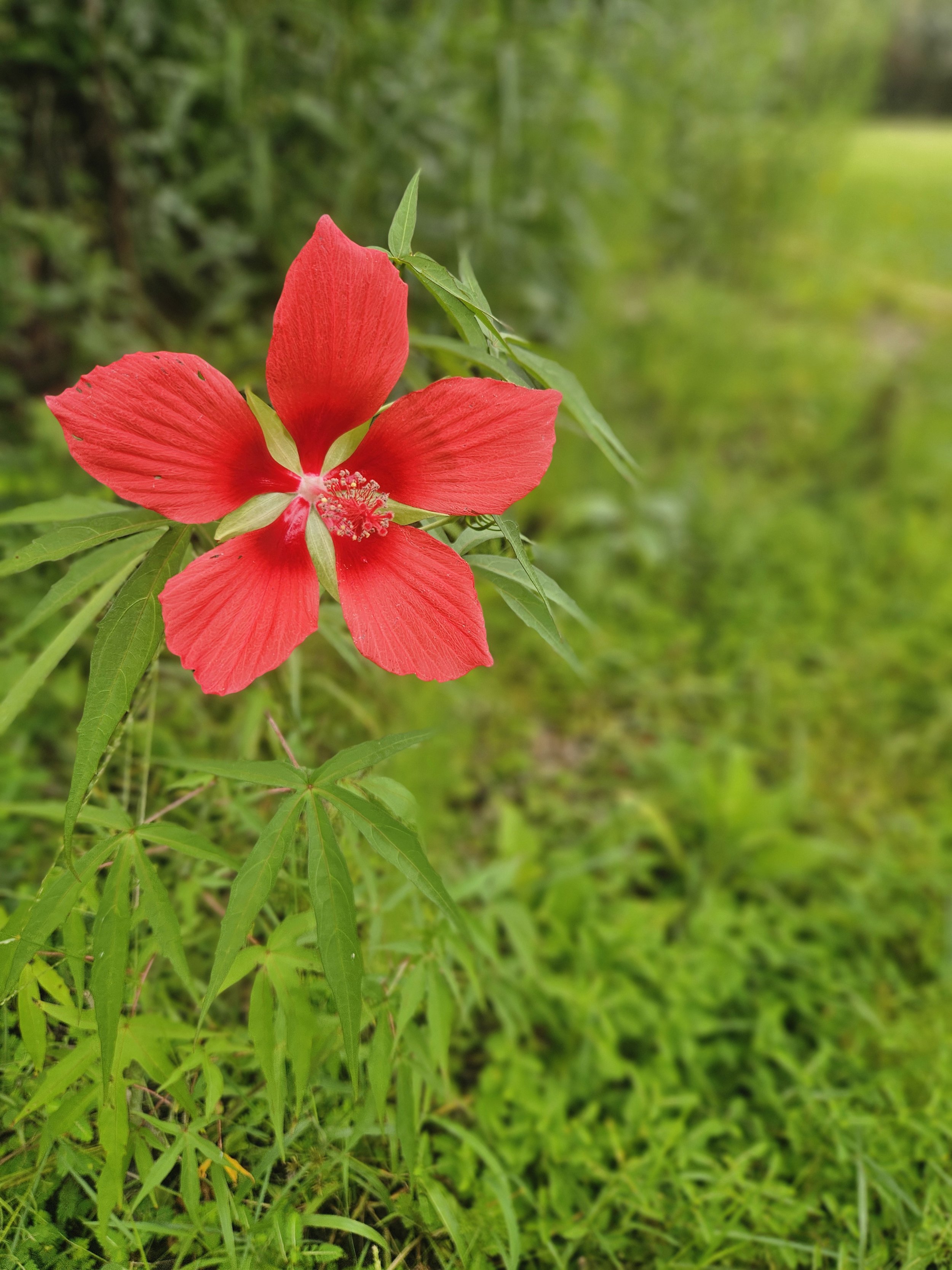 Scarlet Hibiscus