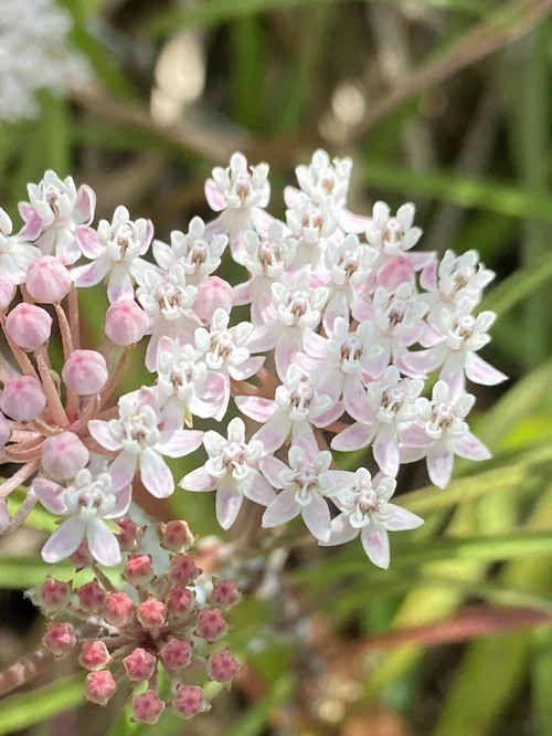 Aquatic Milkweed (Asclepias perennis)