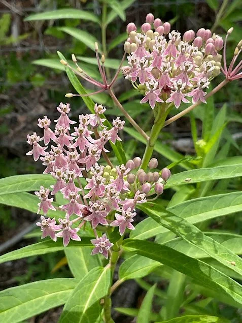 Pink Swamp Milkweed (Asclepias incarnata)