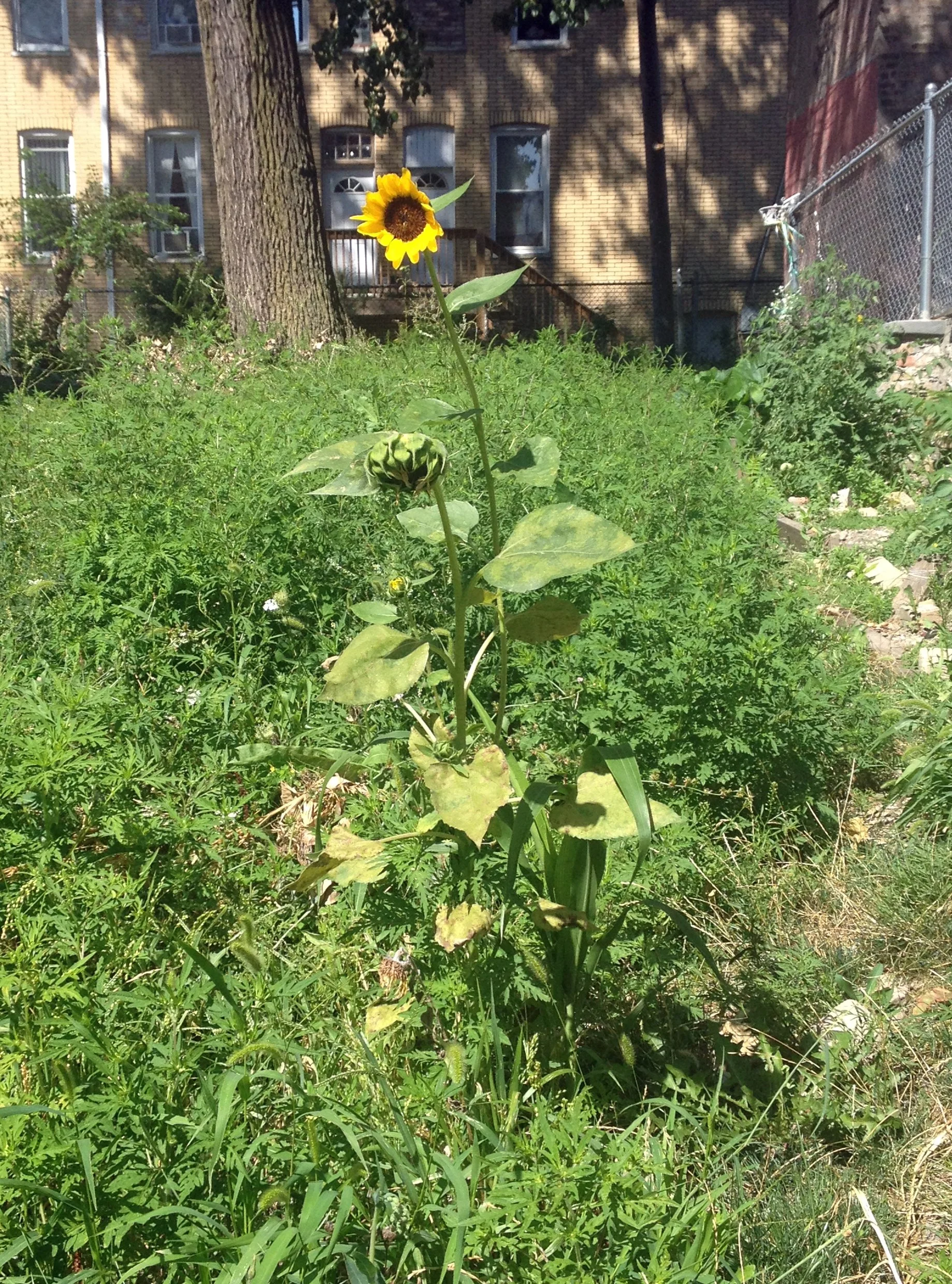 sunflowers_feed.jpg