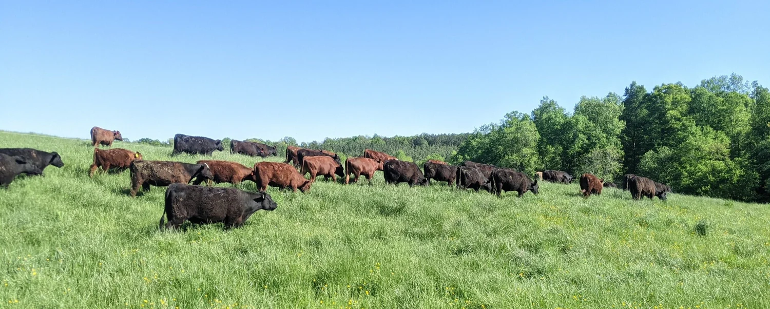 About The Farm — 3SpringsFarms