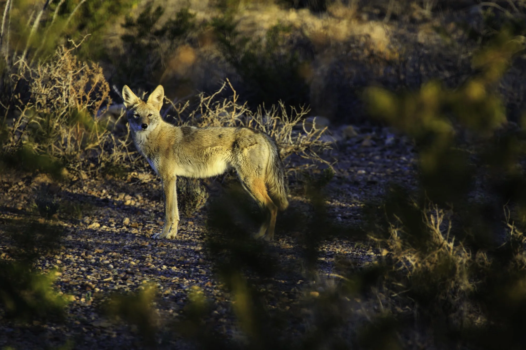 wildlife-CHML3691-Edit20140318.jpg