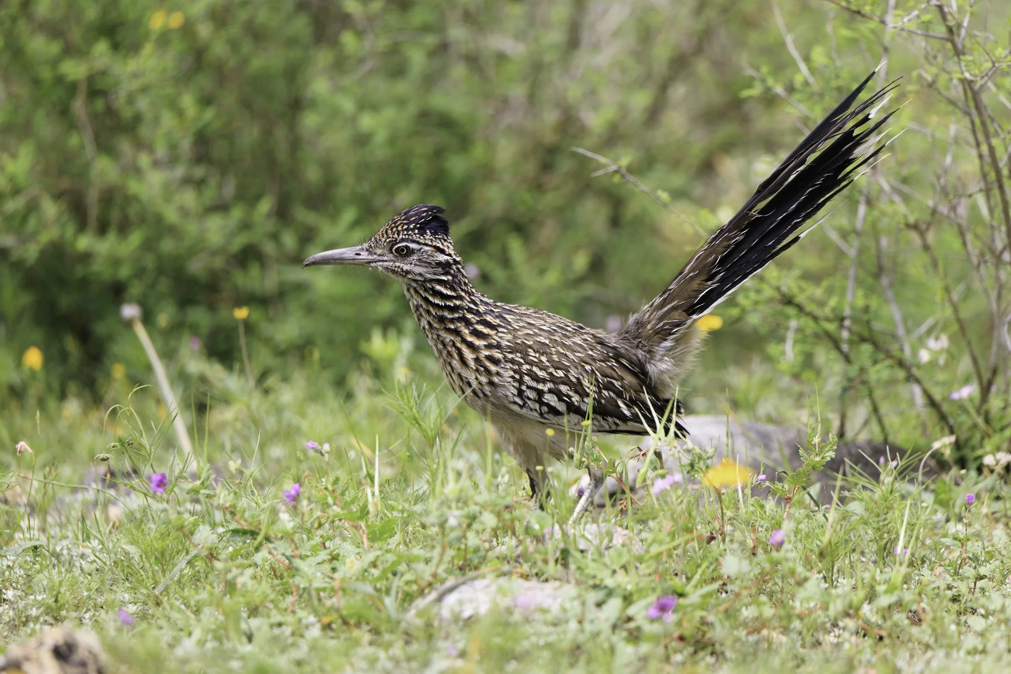 roadrunners-YFV_742320240409.jpg