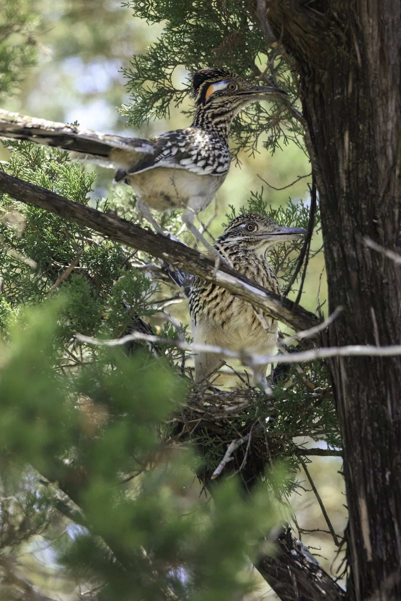 roadrunners-_A9A333520260323.jpg