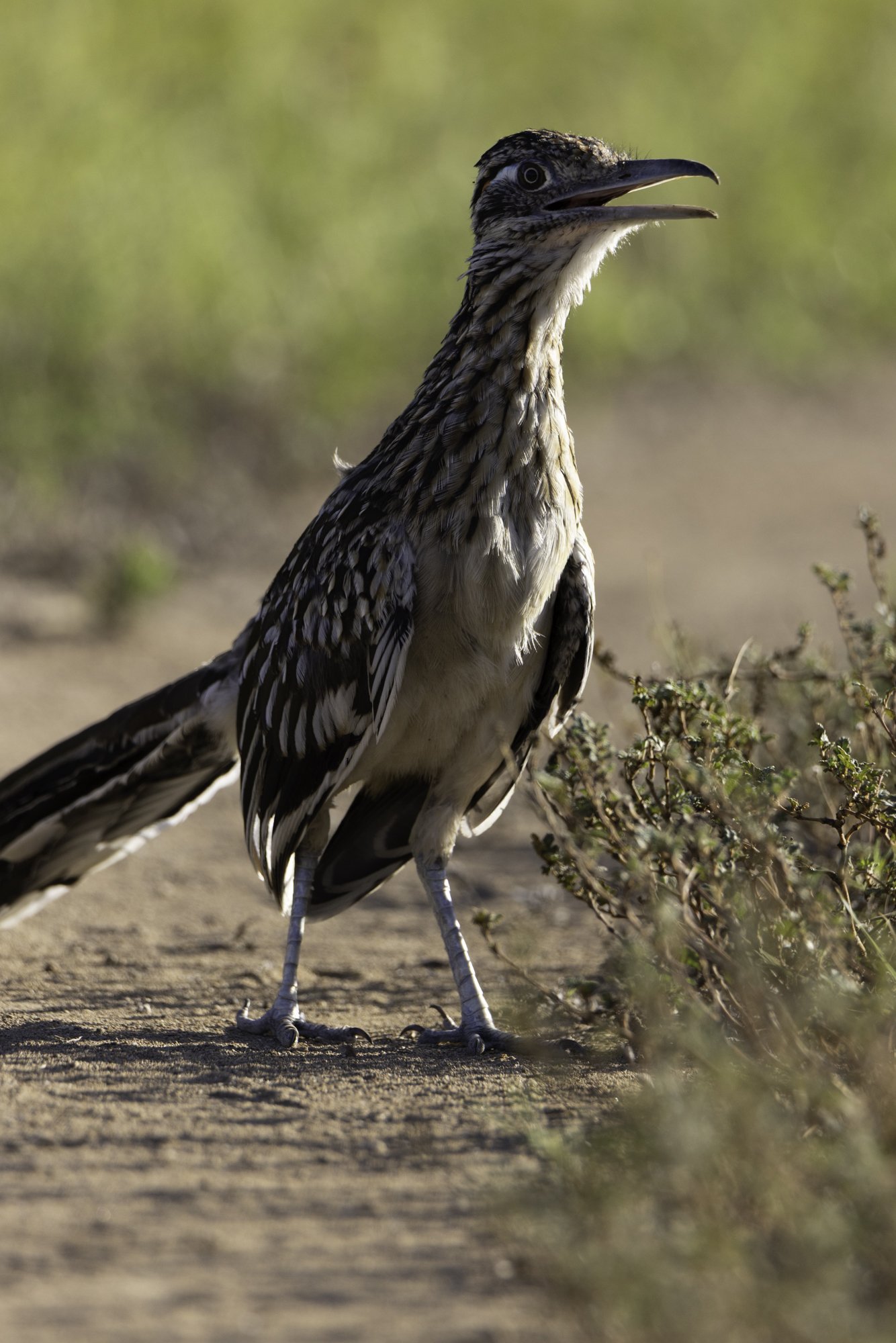 roadrunners-YFV_973420240623.jpg