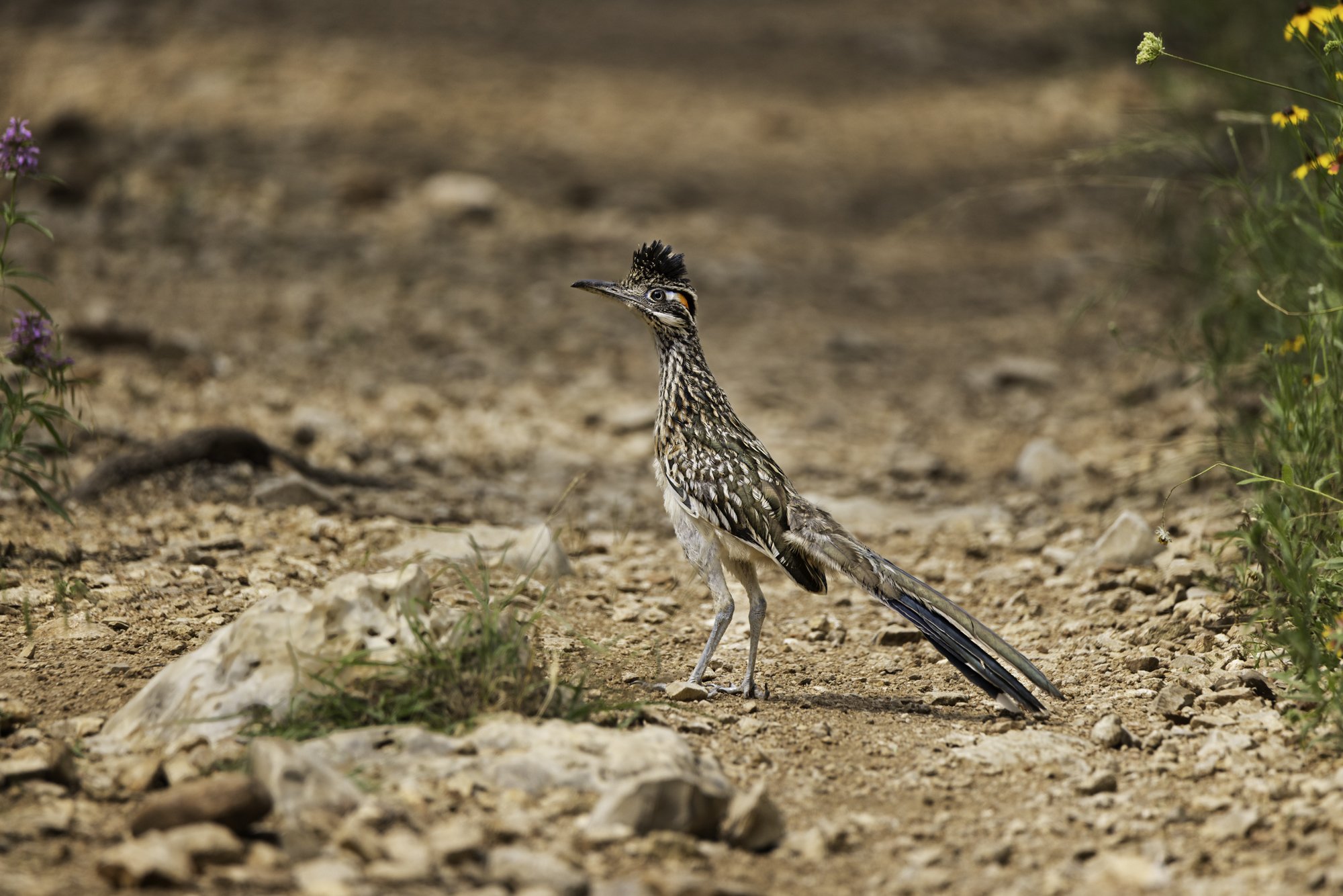 roadrunners-YFV_1647-Edit20240521.jpg