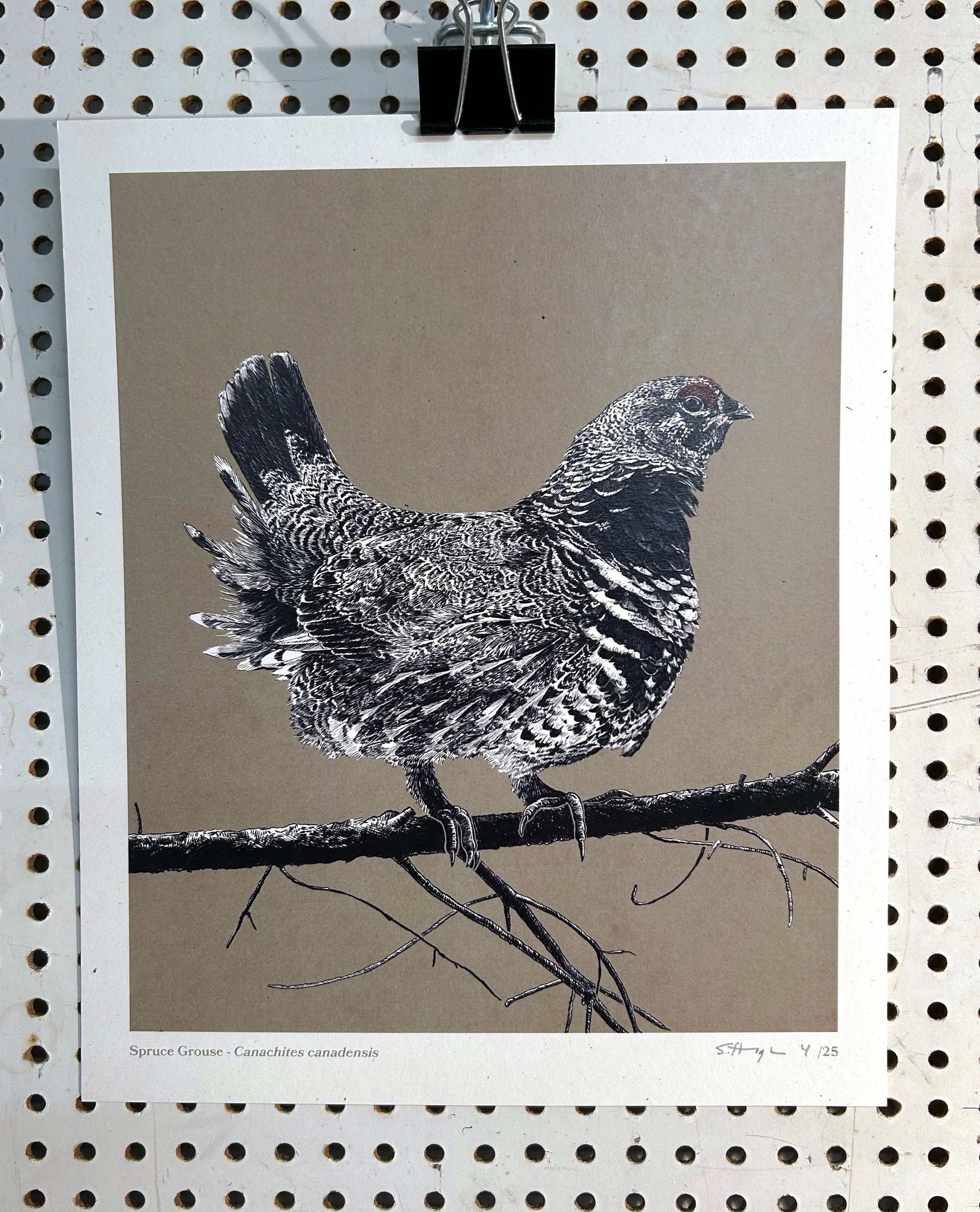 Spruce Grouse Product Image.jpg