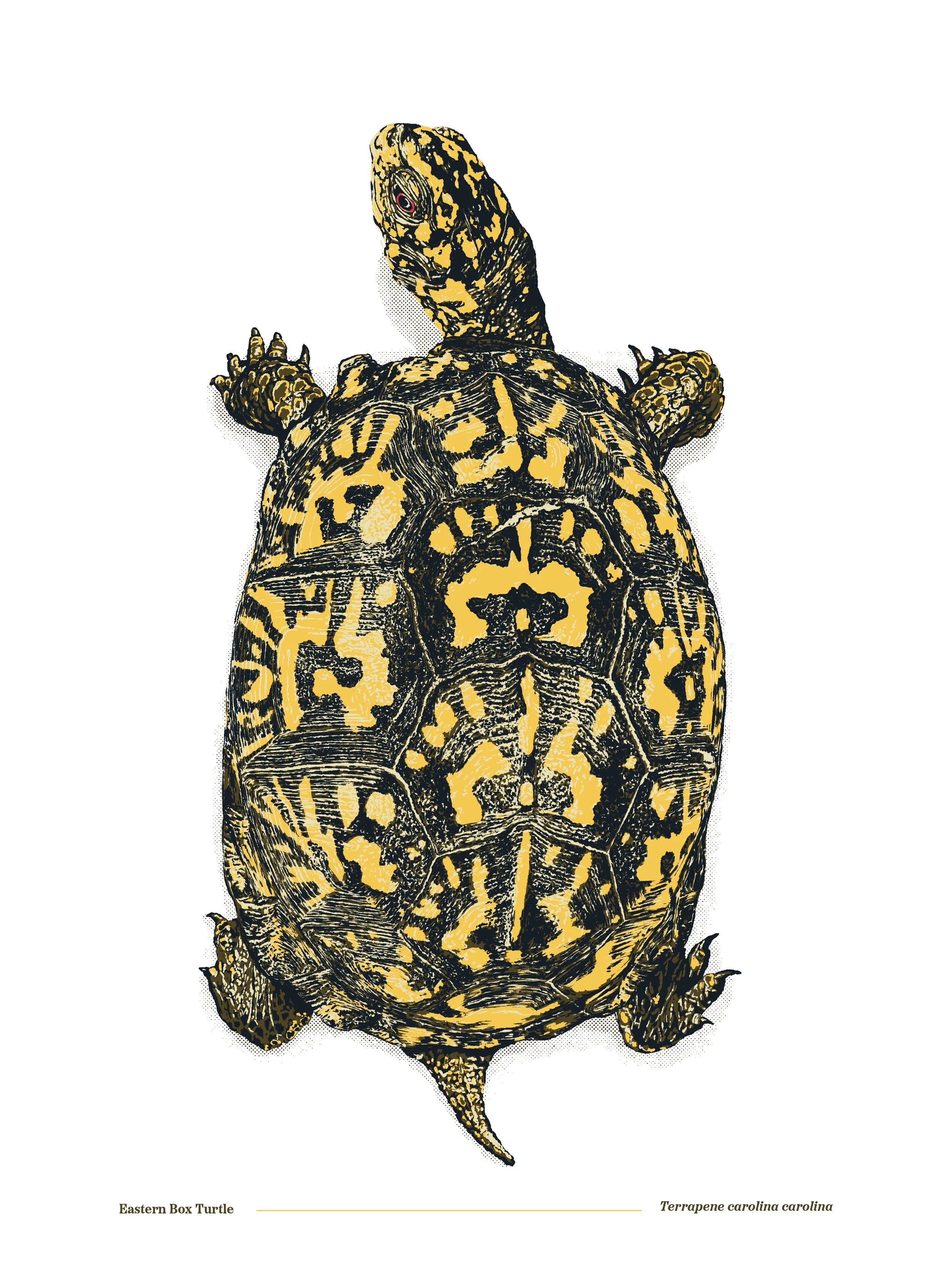 Eastern Box Turtle.jpg