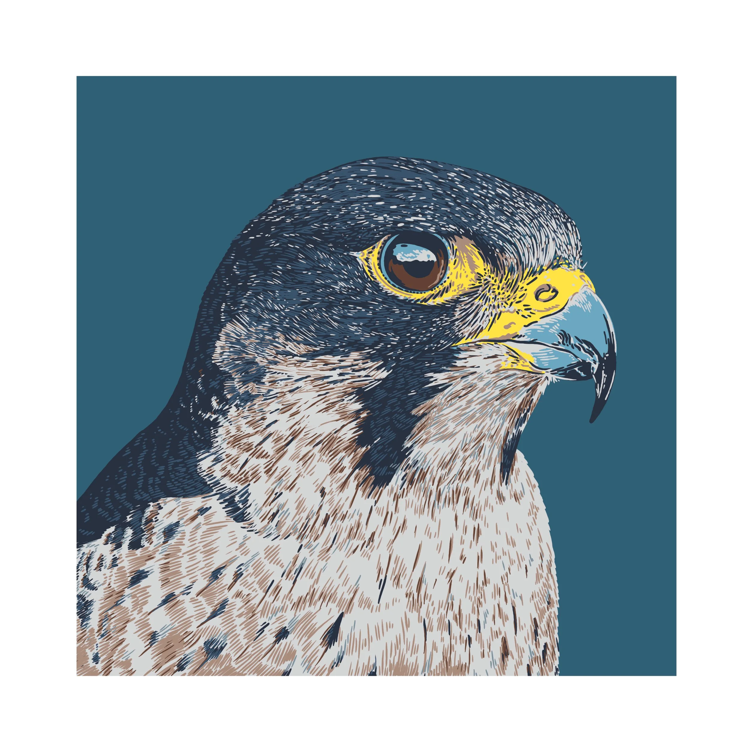 Peregrine 10x10 copy.jpg
