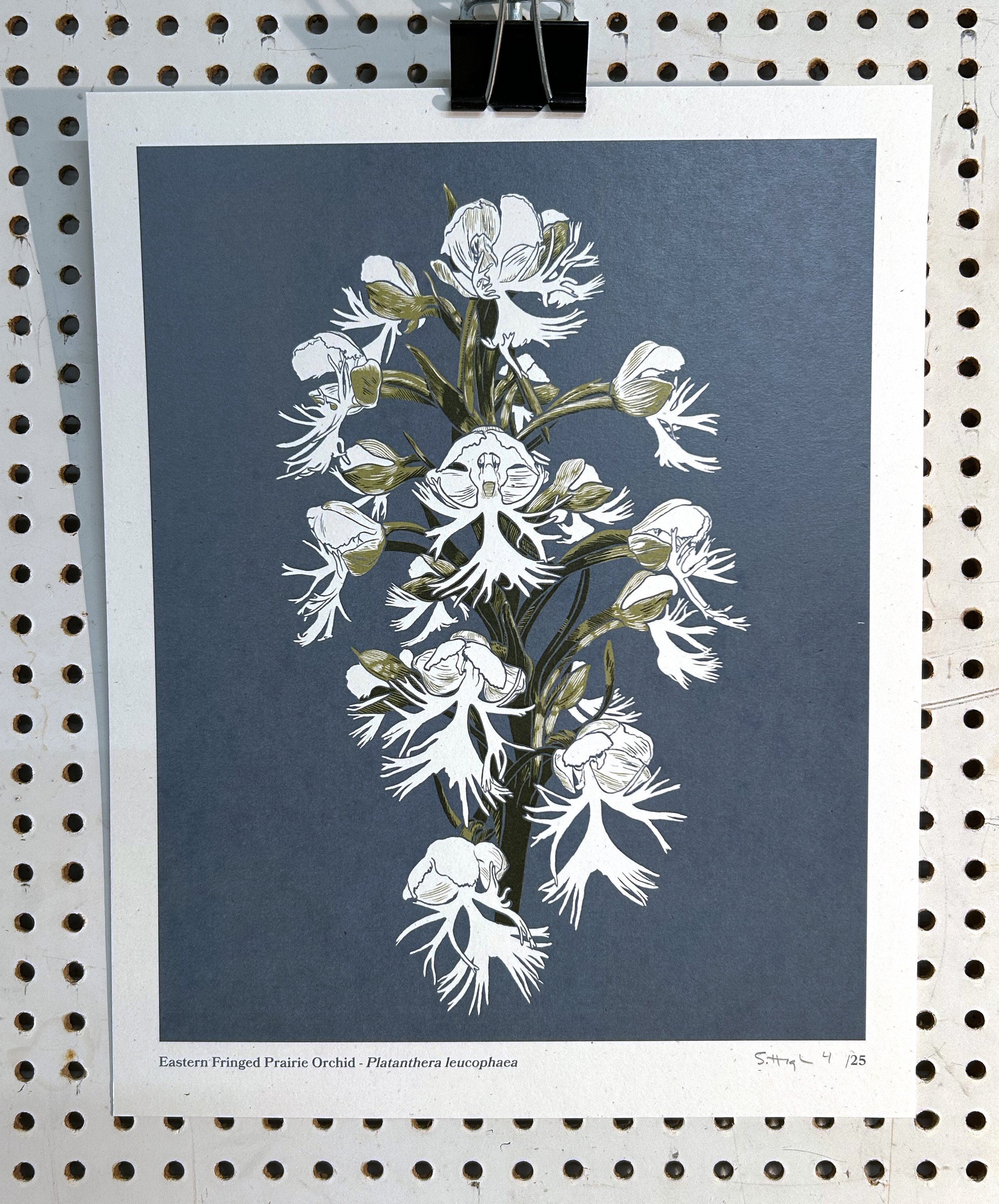 Eastern Fringed Prairie Orchid Product Image.jpg