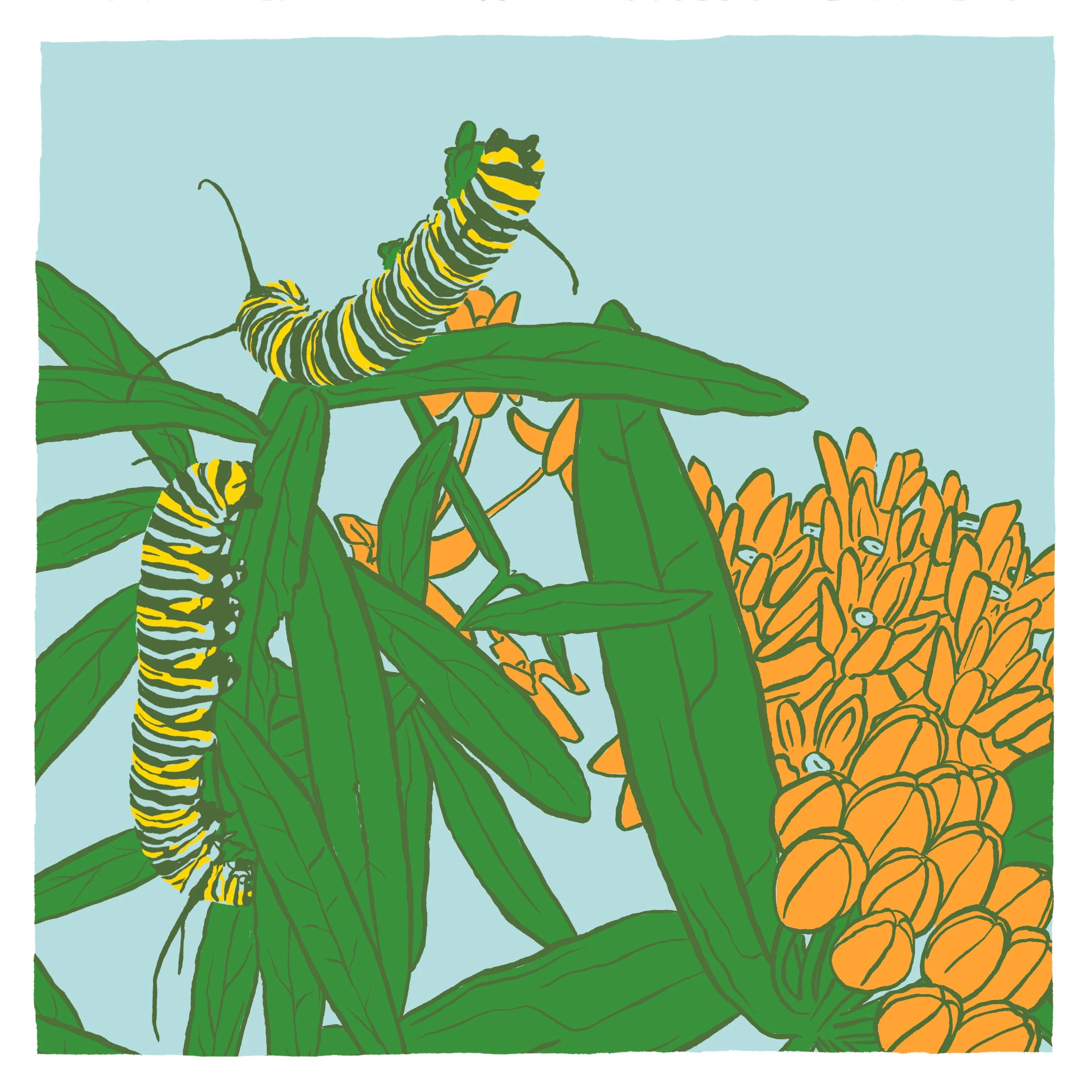 Monarch Caterpillar Illustration 10x10.jpg