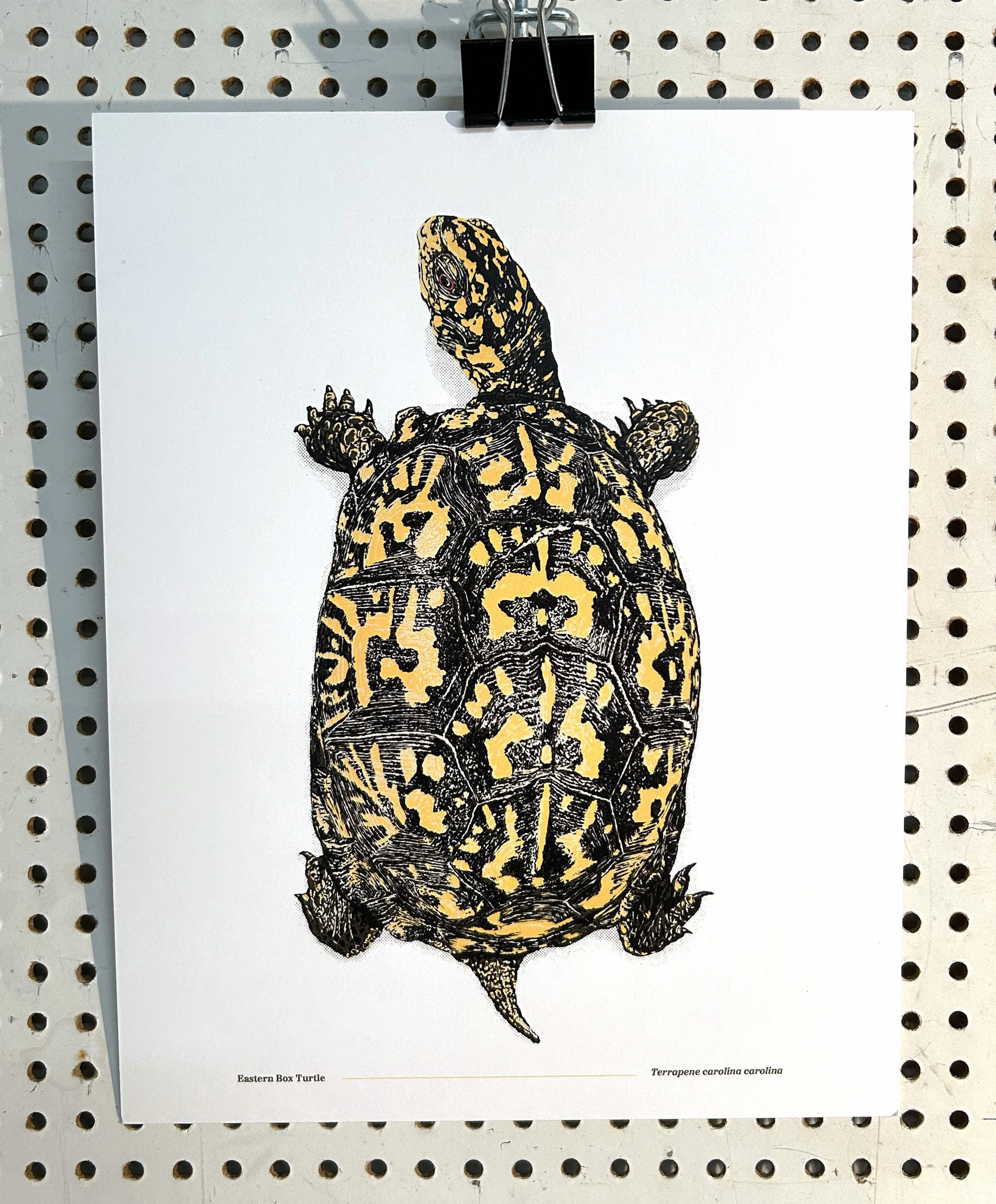 Eastern Box Turtle Product Image.jpg