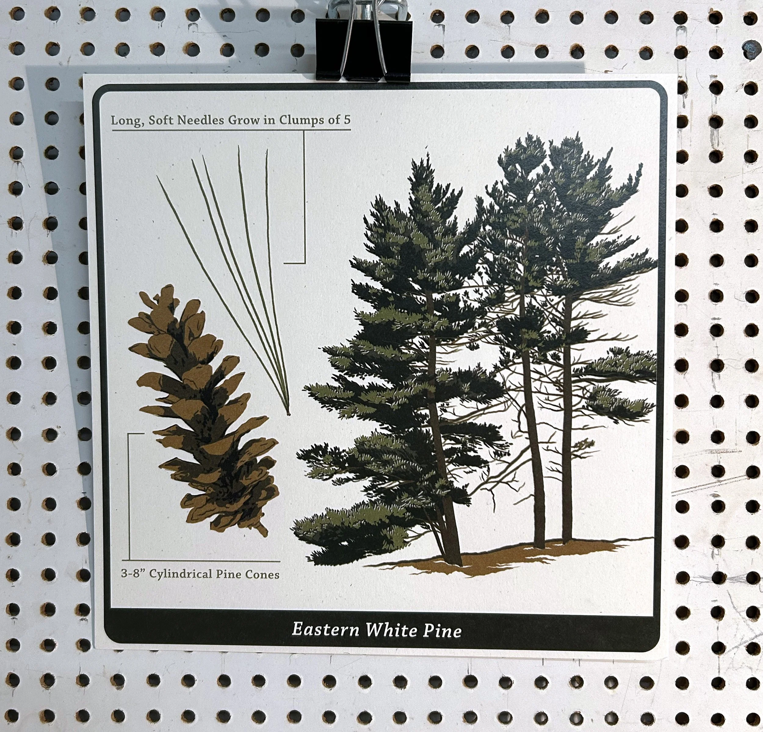 Eastern White Pine Product Image.jpg
