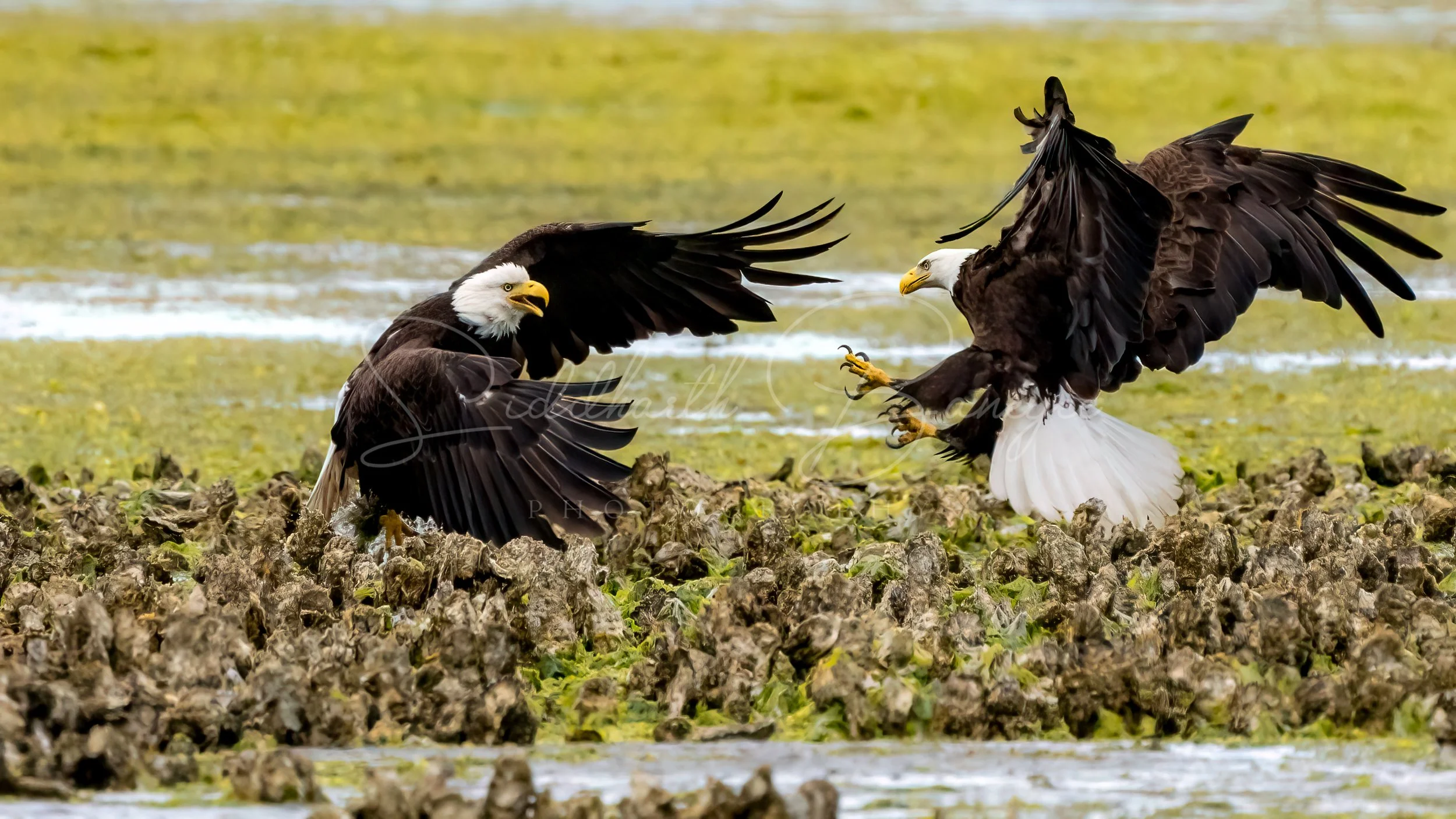 Birding Paradise