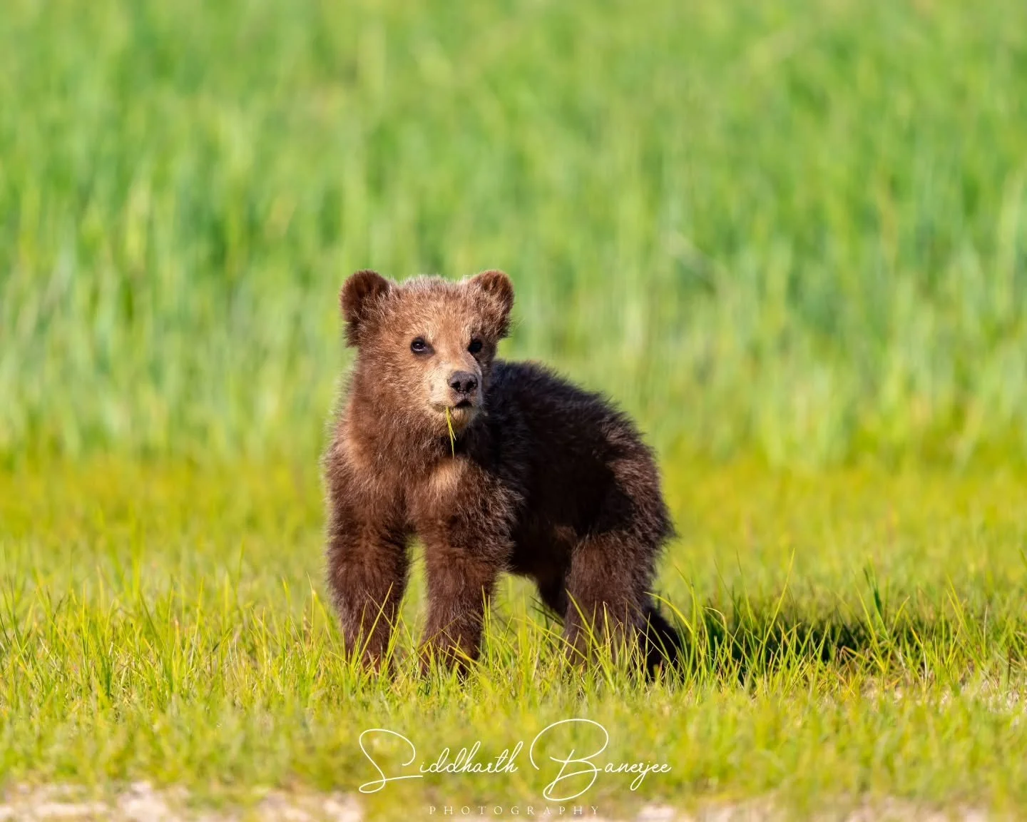 Trying to play it cool for the paparazzi 😆

#sidbphotos #sidbphotoswildlife #BearCameo #natureunfiltered #grizzlymoments #GrizzlyEncounter #AlaskaWildlife #BearVsLens #WildlifeInMotion #adventurephotographer #AlaskaMoments