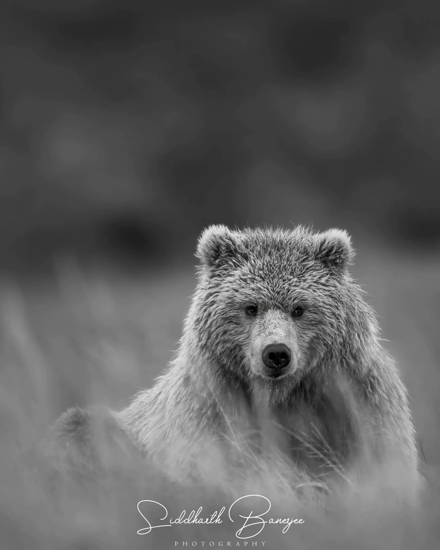 Black and white portrait.

#sidbphotos #sidbphotoswildlife #BearCameo #natureunfiltered #grizzlymoments #GrizzlyEncounter #AlaskaWildlife #BearVsLens #WildlifeInMotion #adventurephotographer #AlaskaMoments #blackandwhitephotography