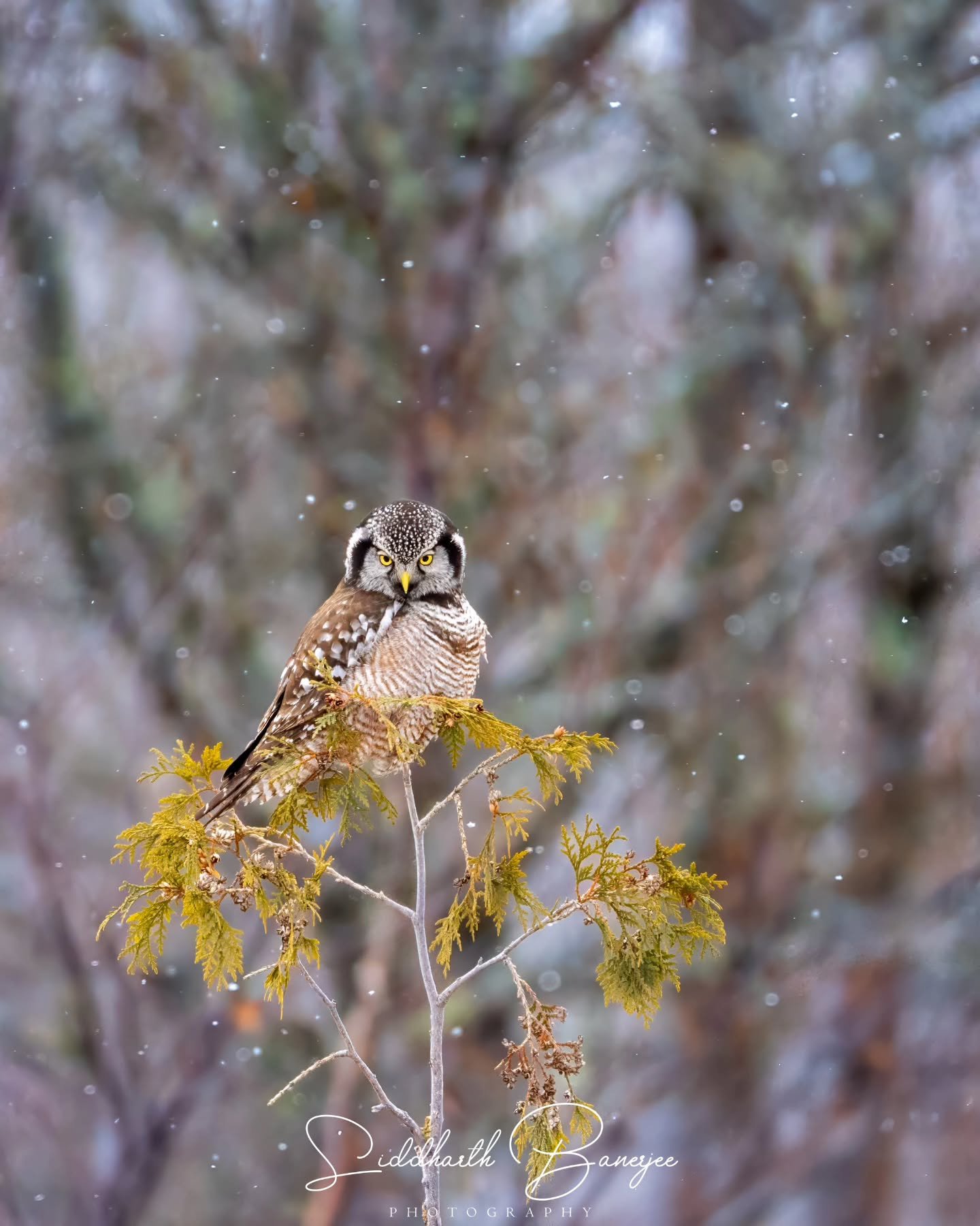 Northern hawk owl stare from last winter. Got very few opportunities to photograph this owl with the great gray eruption we had this year. Still, mesmerizing to see them in the ❄️ 

#sidbphotos #sidbphotoswildlife #hawkowl #northernhawkowl #owlsofins