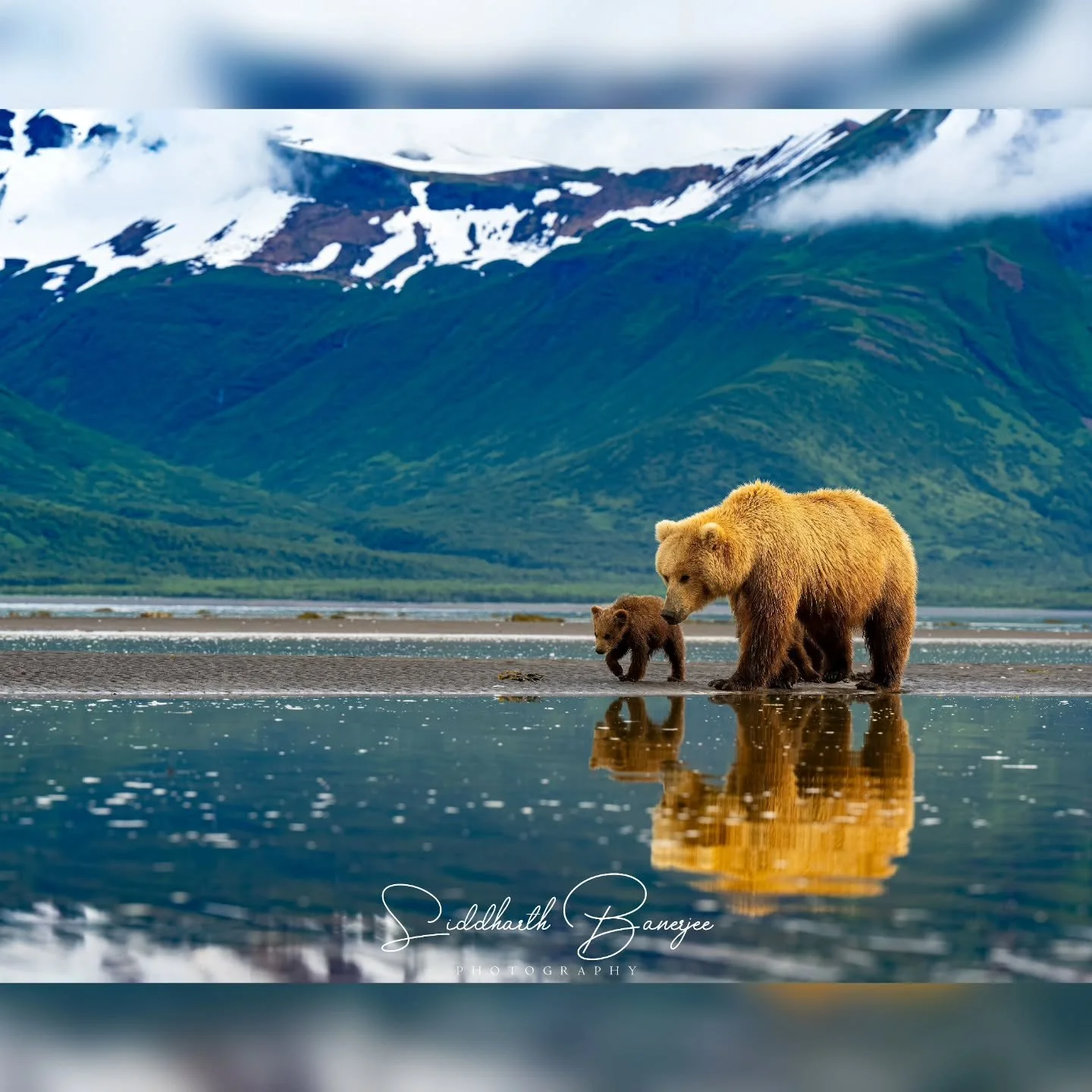 Reflections...brought to you by Alaska

#sidbphotos #sidbphotoswildlife #BearCameo #natureunfiltered #grizzlymoments #GrizzlyEncounter #AlaskaWildlife #BearVsLens #WildlifeInMotion #adventurephotographer #AlaskaMoments #reflection