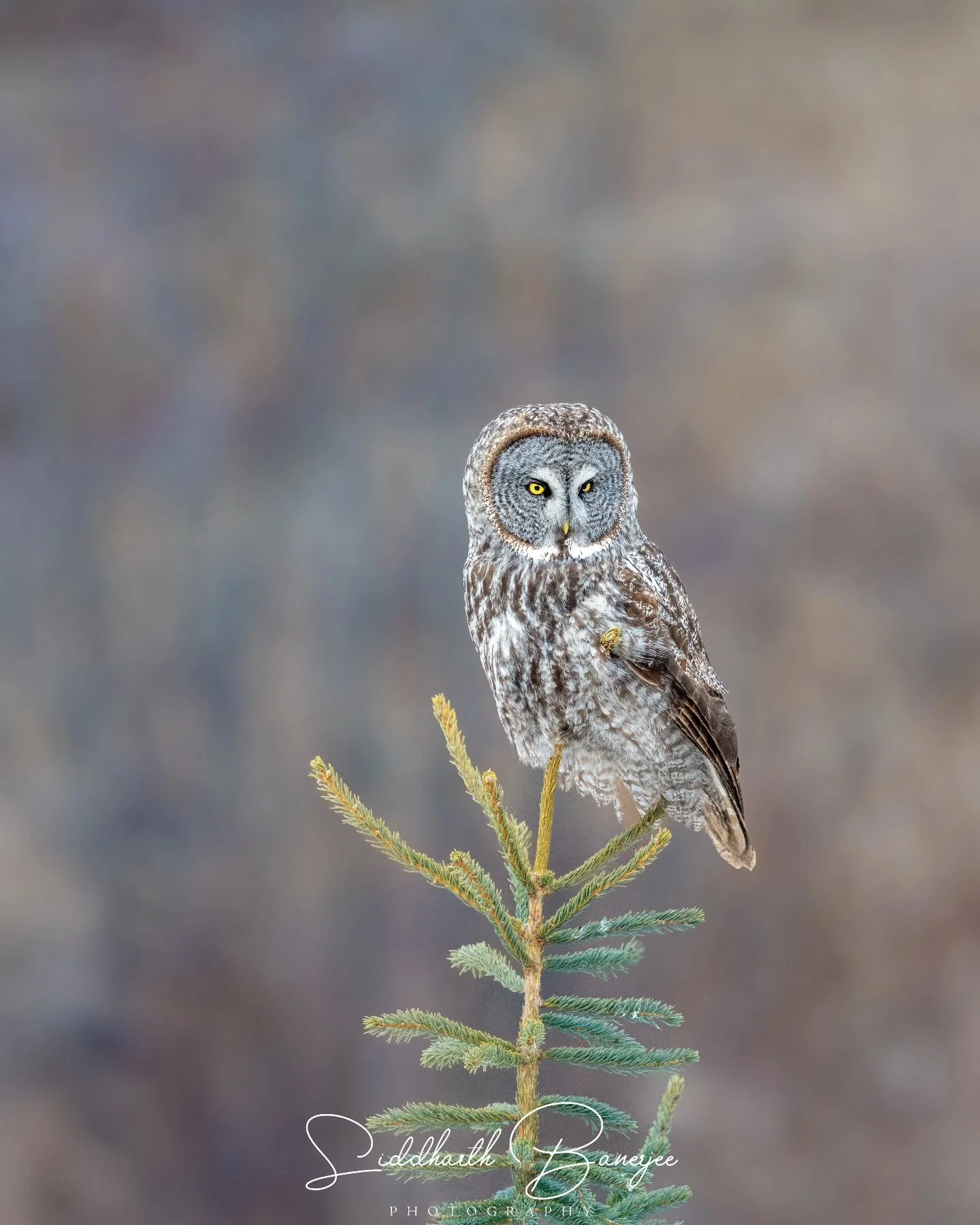 A harsh winter is nothing for this fluffy critic. While I was shivering in my winter gear, this great gray stayed perched, swaying in the cold wind like it was nothing 🥶

#sidbphotos #sidbphotoswildlife #greatgrayowl #owlsofinstagram #wildlifephotog