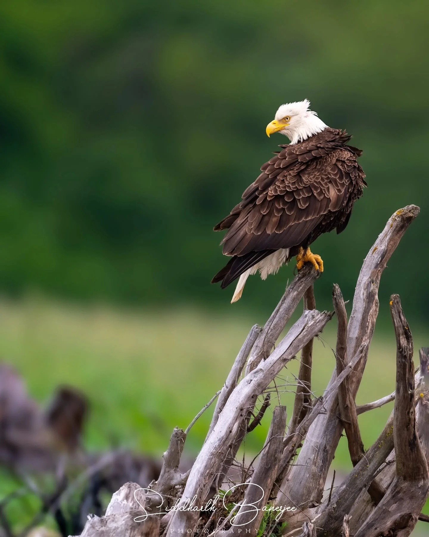 Bald eagle perched on driftwood along the Alaskan coast...
.
#sidbphotos #raptors #baldeaglesofinstagram #baldeagle #eagles #birds_of_ig #birdsofinstagram #allmightybirds #alaskawildlife #haines #sonyalpha #sonybbcearth #natgeoyourshot #sonya1 #sidbp