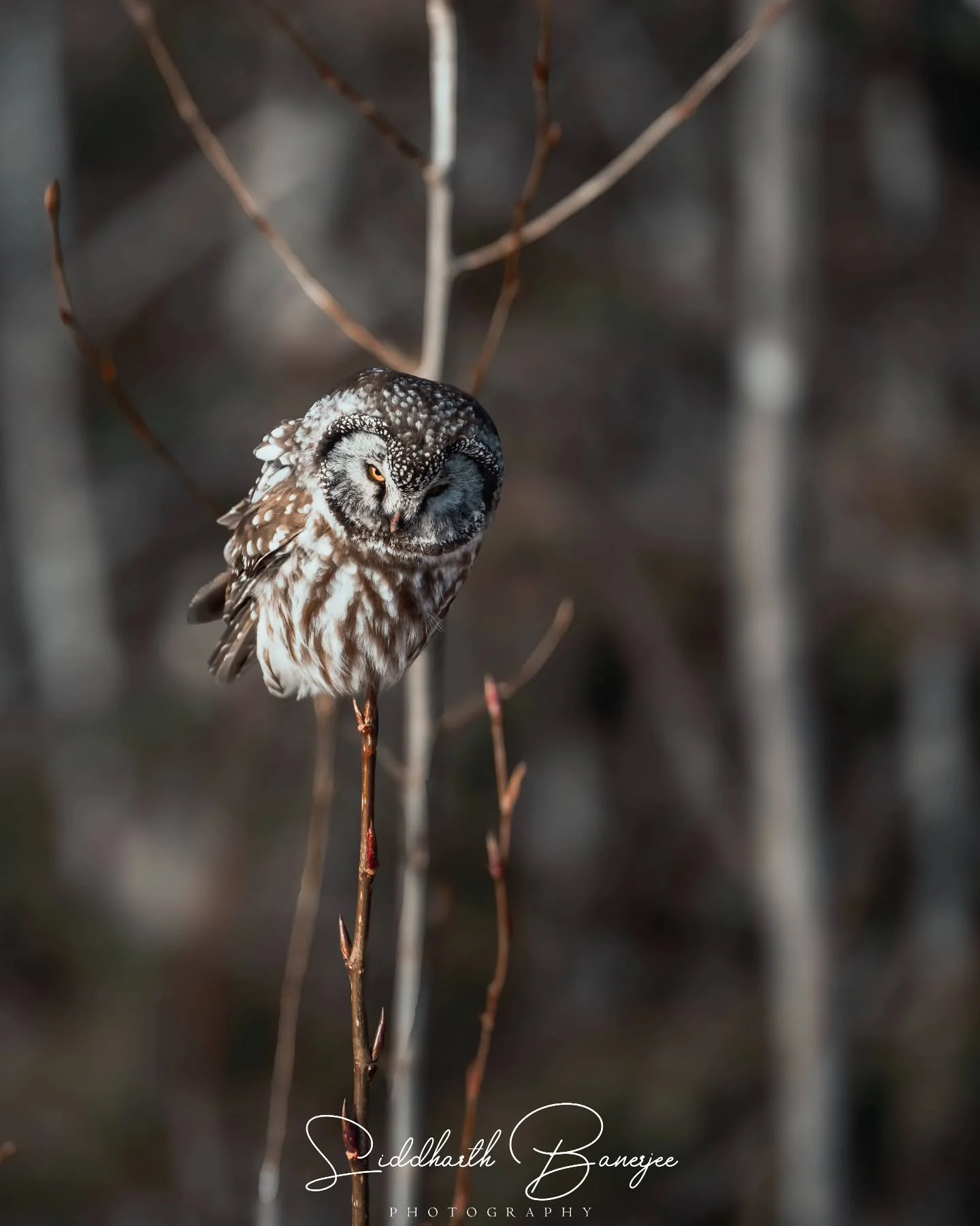 Little fur ball keeping its eye on me