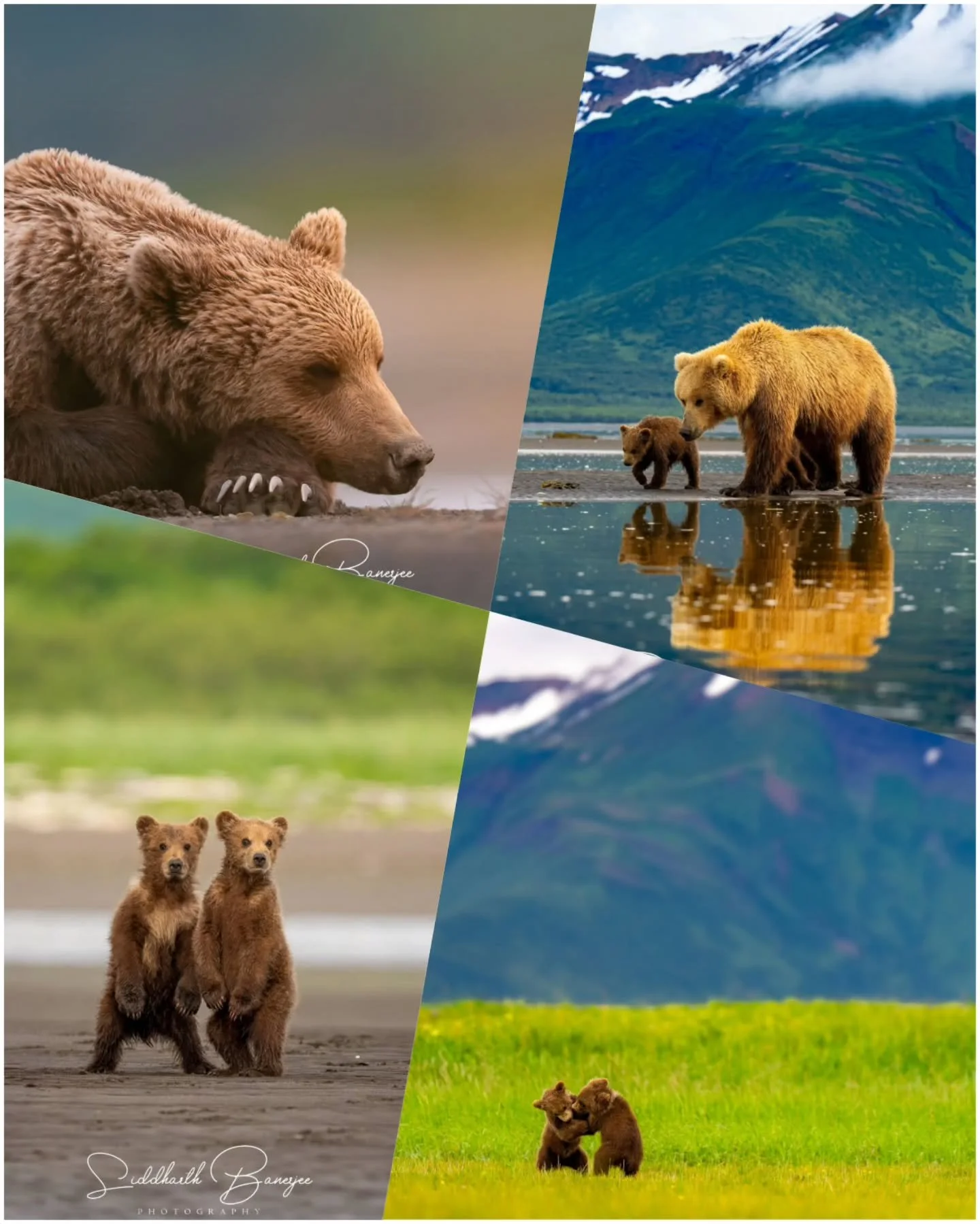 Alaska bear highlights 

#sidbphotos #sidbphotoswildlife #BearCameo #natureunfiltered #grizzlymoments #GrizzlyEncounter #AlaskaWildlife #BearVsLens #WildlifeInMotion #adventurephotographer #AlaskaMoments