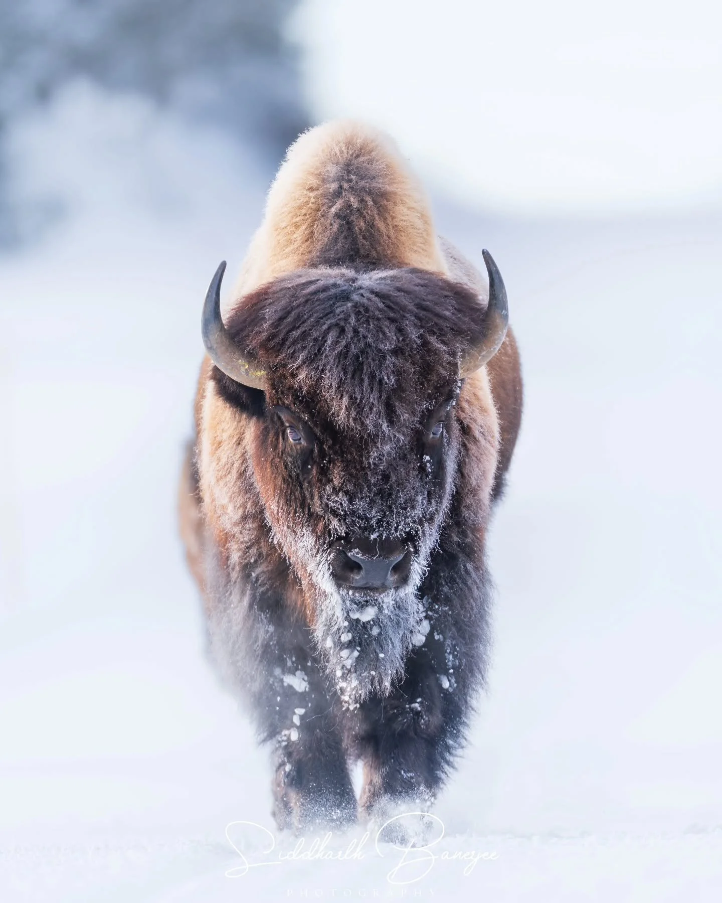 Got to shoot the iconic bison shot during a Yellowstone winter a few months back! It was crazy to witness these beasts to just plow through snow and cold like it didn't matter at all! Thanks to @markian.b and @yellowstonewildlifeguideco for helping u